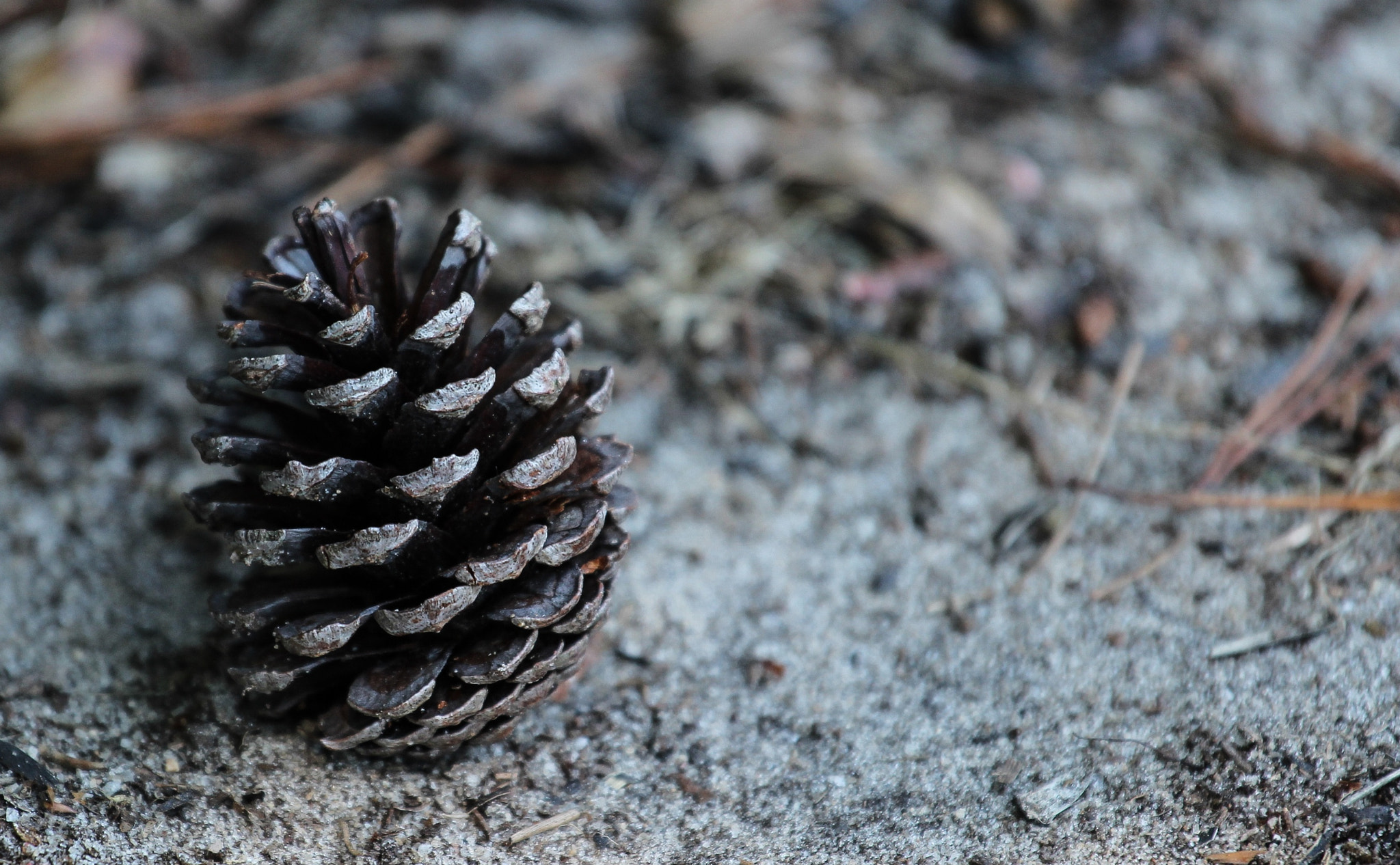 Canon EOS 600D (Rebel EOS T3i / EOS Kiss X5) + Canon EF 70-200mm F4L USM sample photo. Fallen pine cone photography