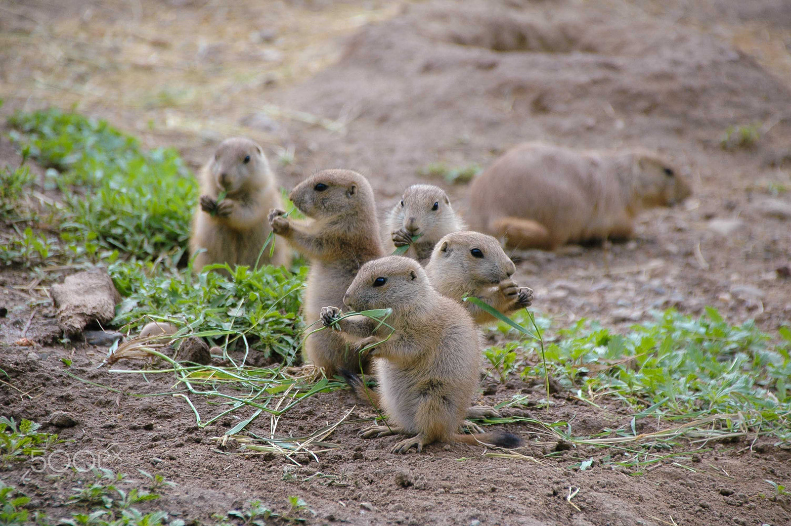 Nikon D70 sample photo. Prairie dog lunch break photography