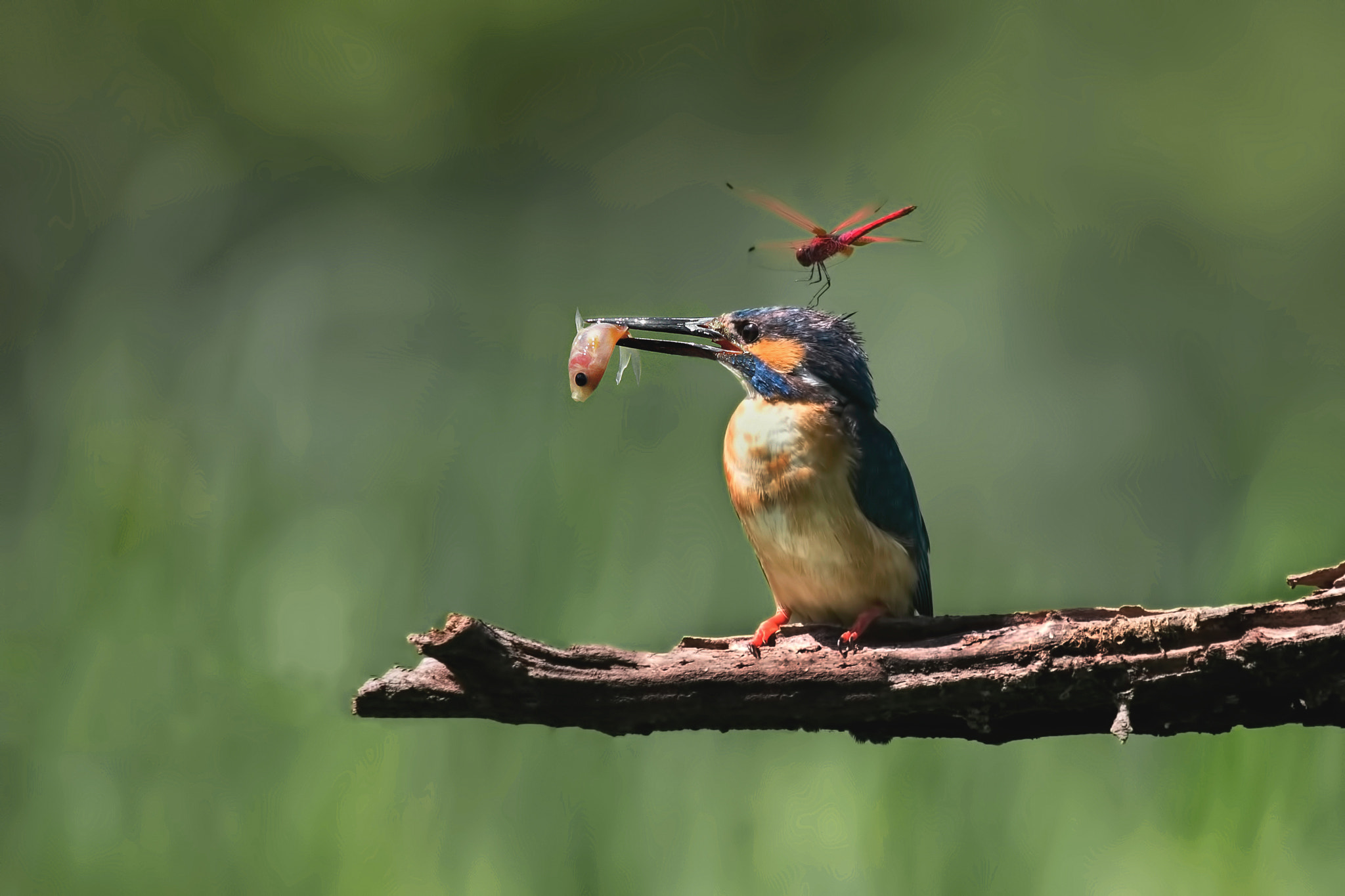 Canon EOS-1D X Mark II + Canon EF 100-400mm F4.5-5.6L IS II USM sample photo. Bird, dragonfly and fish photography