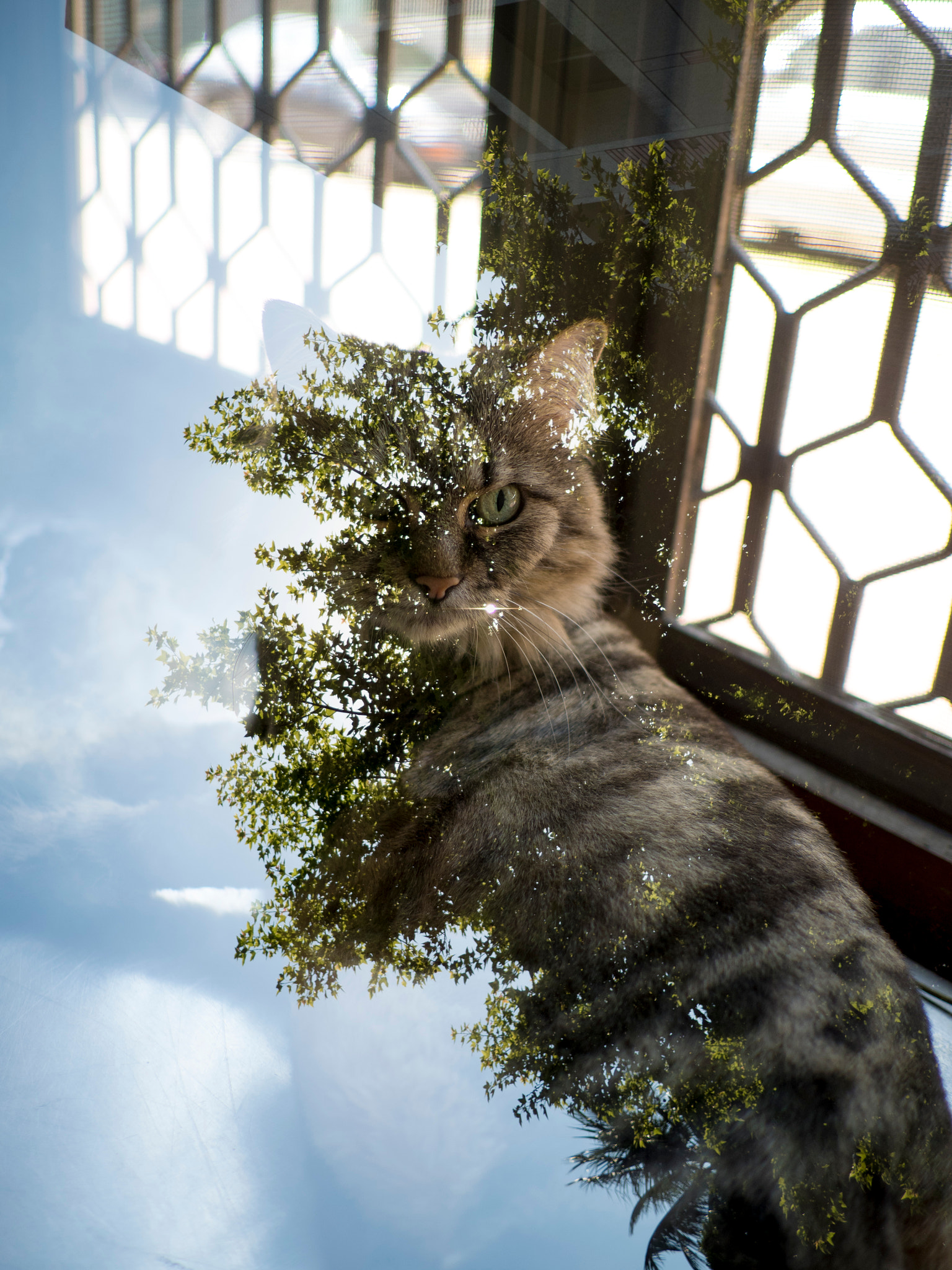 Olympus OM-D E-M5 II + LUMIX G 20/F1.7 II sample photo. Soda (cat double exposure) photography