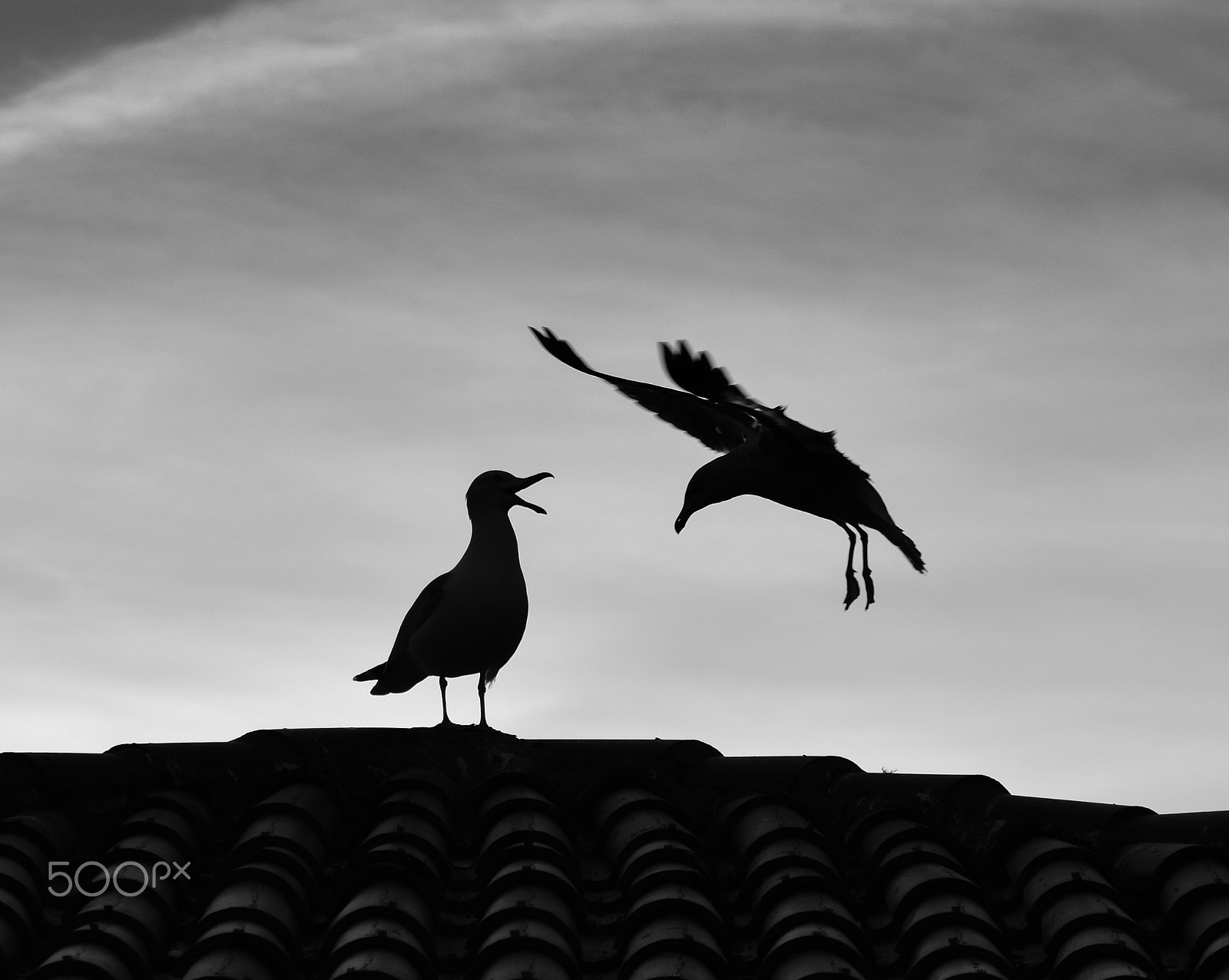 AF Zoom-Nikkor 35-105mm f/3.5-4.5 sample photo. Seagulls photography
