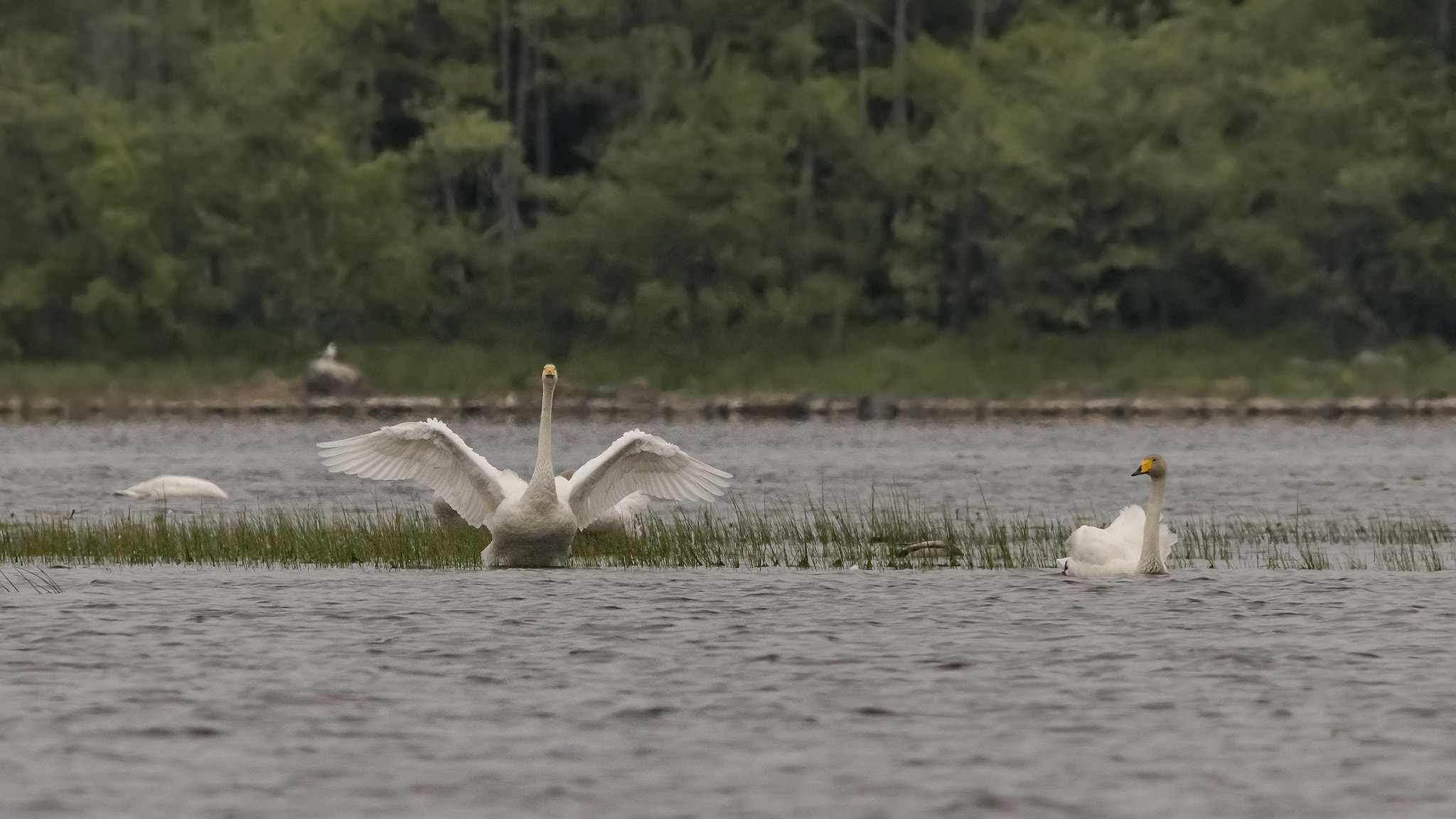 Sigma 150-500mm F5-6.3 DG OS HSM sample photo. . photography