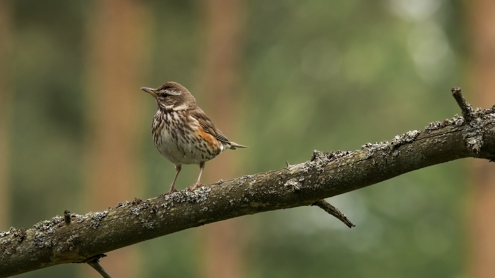 Sigma 150-500mm F5-6.3 DG OS HSM sample photo. . photography