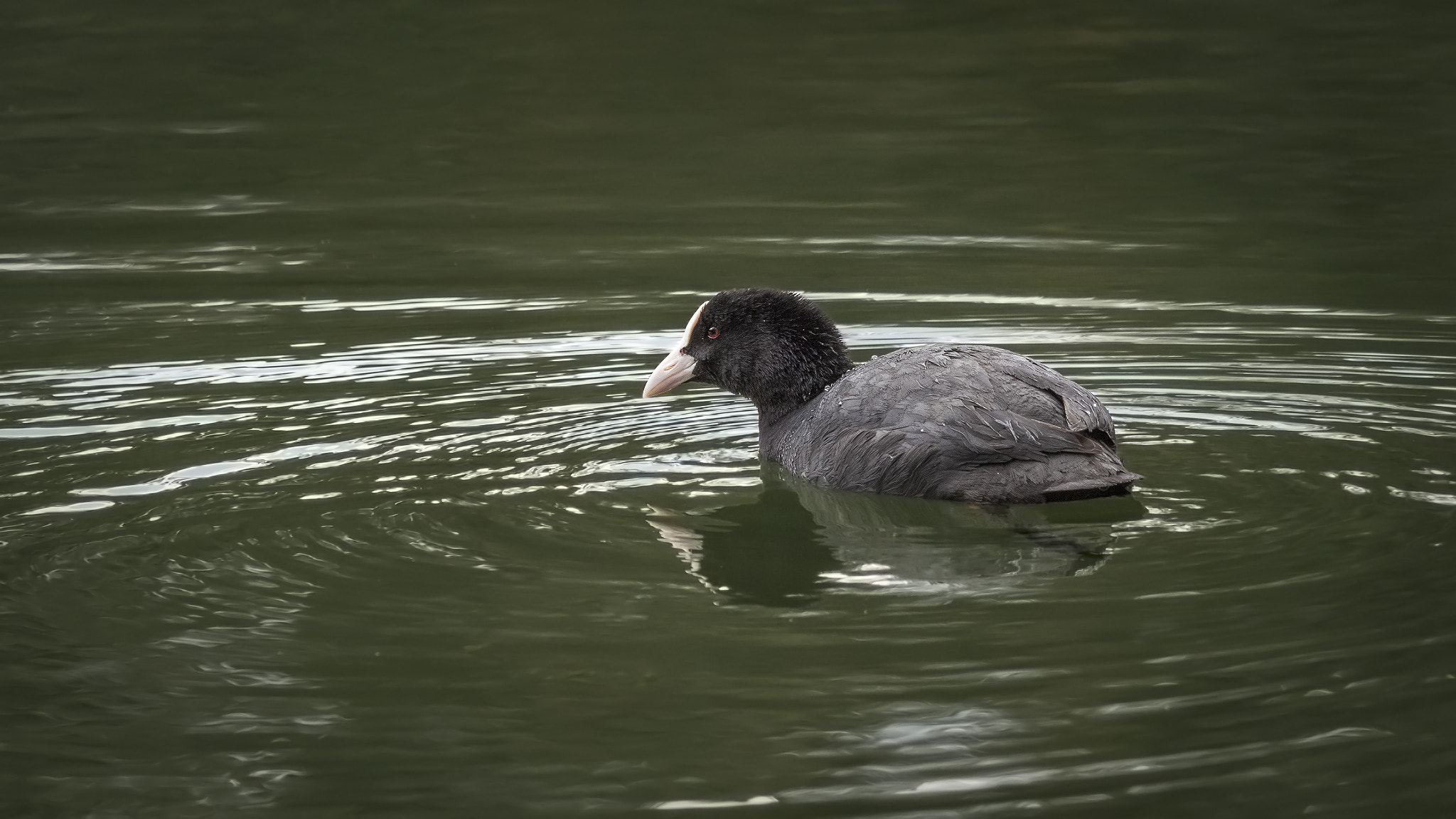 Sigma 150-500mm F5-6.3 DG OS HSM sample photo. . photography