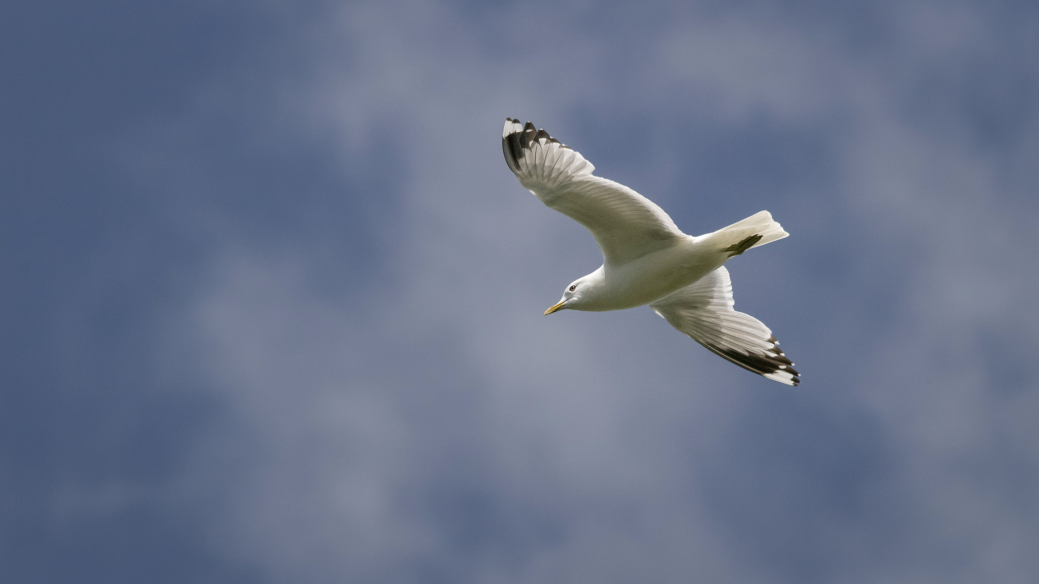 Sigma 150-500mm F5-6.3 DG OS HSM sample photo. . photography