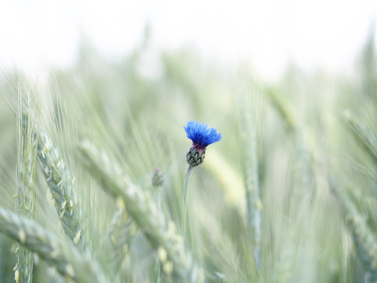 Olympus Zuiko Digital ED 70-300mm F4.0-5.6 sample photo. Summer photography