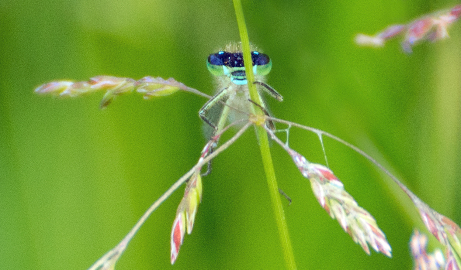 Sony DT 18-200mm F3.5-6.3 sample photo. Im being watched photography