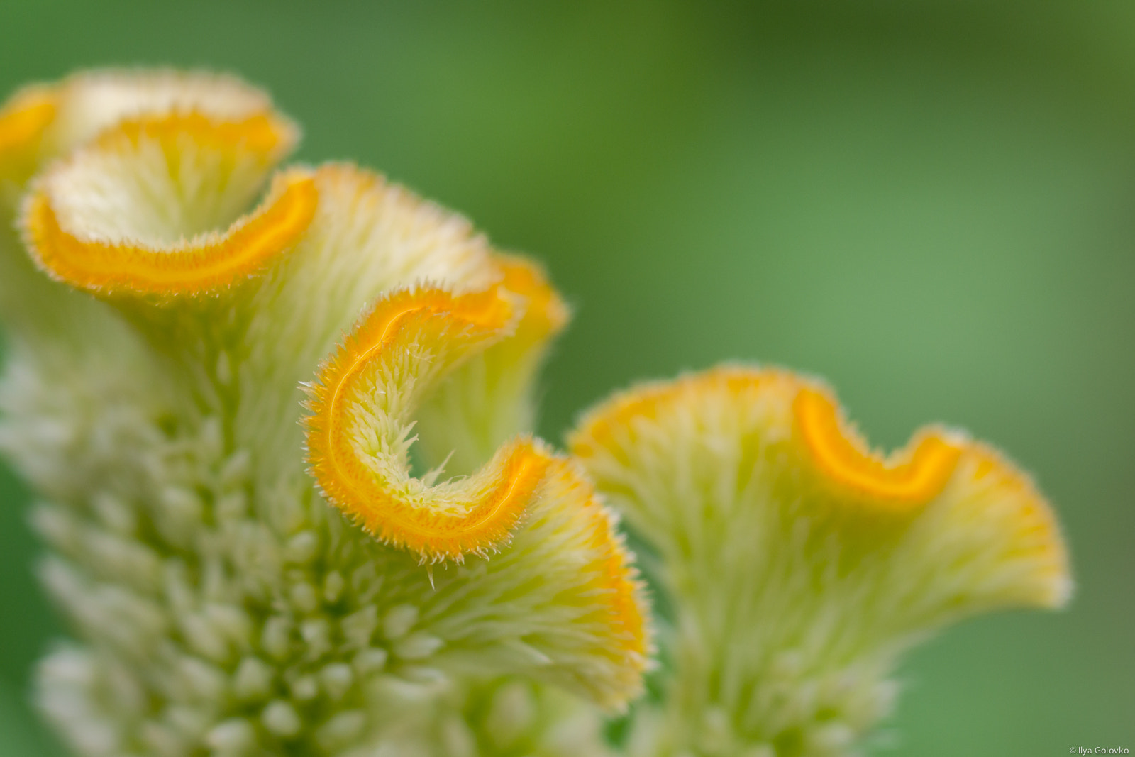 smc PENTAX-FA MACRO 100mm F3.5 sample photo. An unusual flower photography