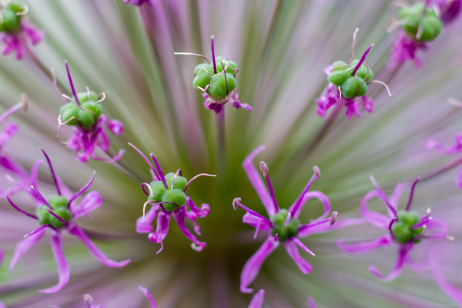 smc PENTAX-FA MACRO 100mm F3.5 sample photo. Floating in the air photography