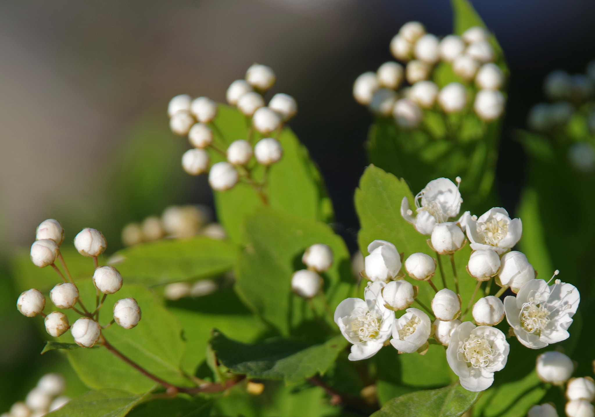 Pentax K-1 sample photo. Spiraea chamaedryfolia photography
