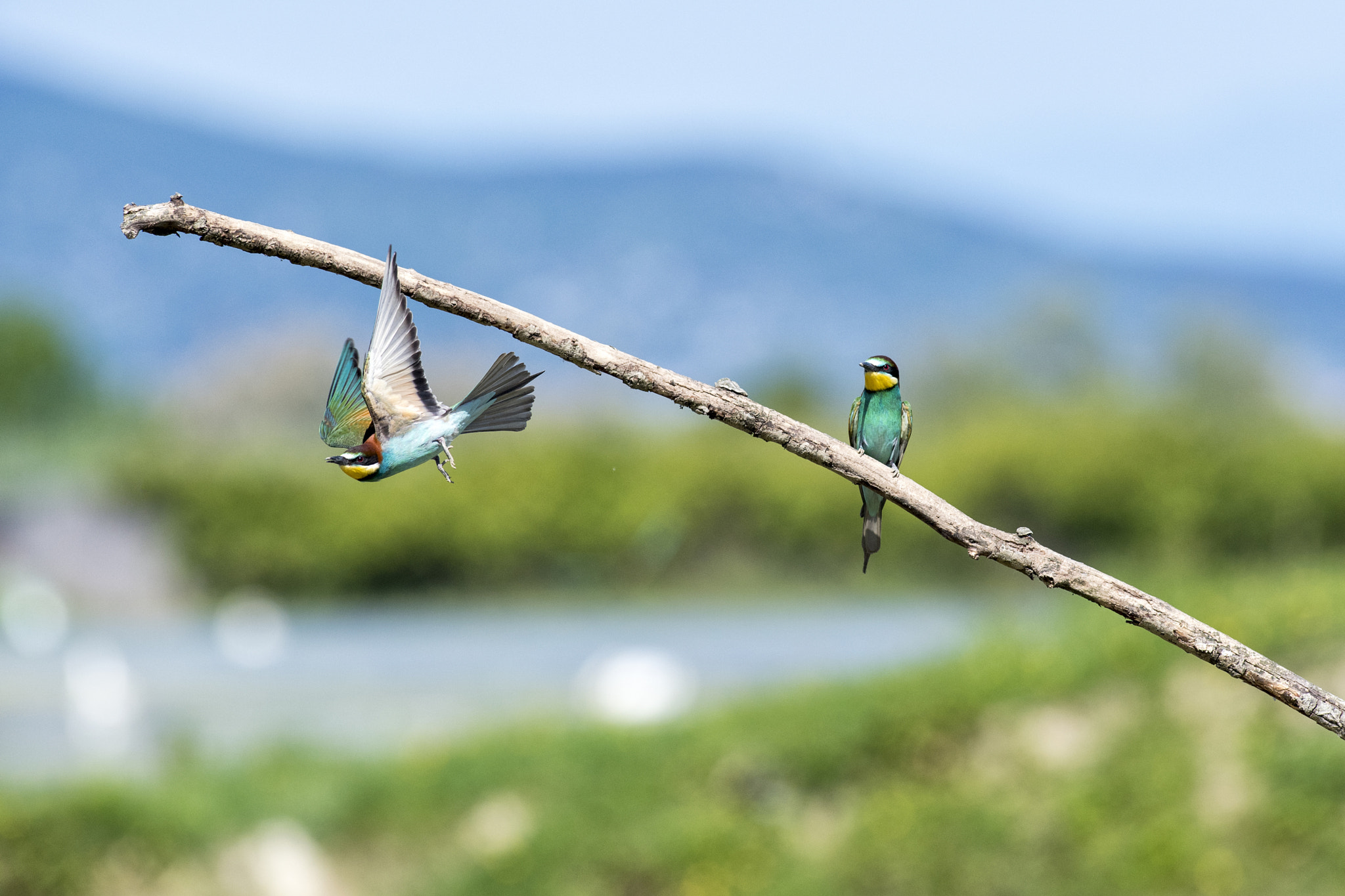 Nikon AF-S Nikkor 300mm F2.8G ED VR II sample photo. Bee eater or bullet? photography
