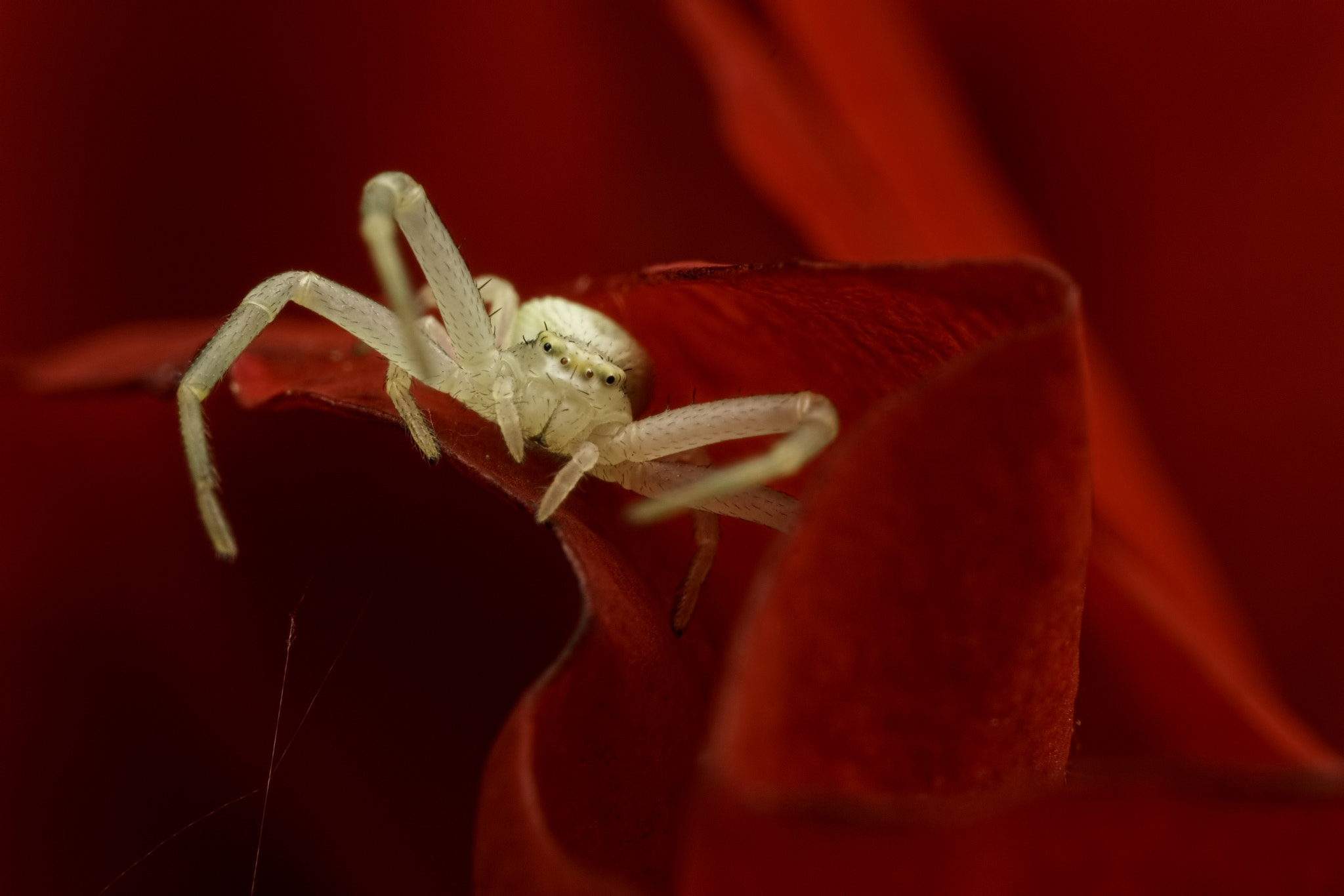 Canon MP-E 65mm F2.5 1-5x Macro Photo sample photo. I silently wait photography