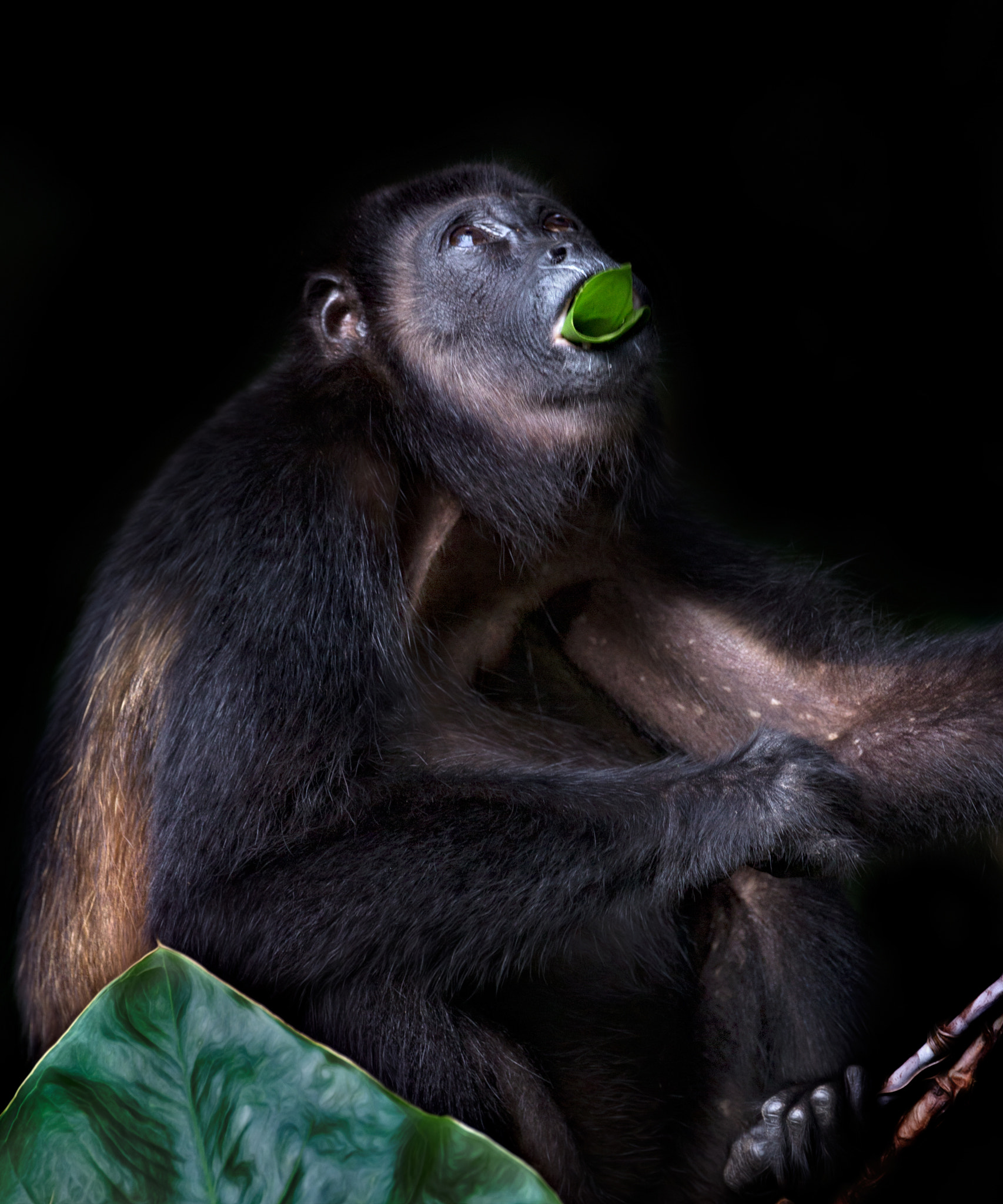 Canon EF 300mm F2.8L IS USM sample photo. Deep in the jungle.... photography