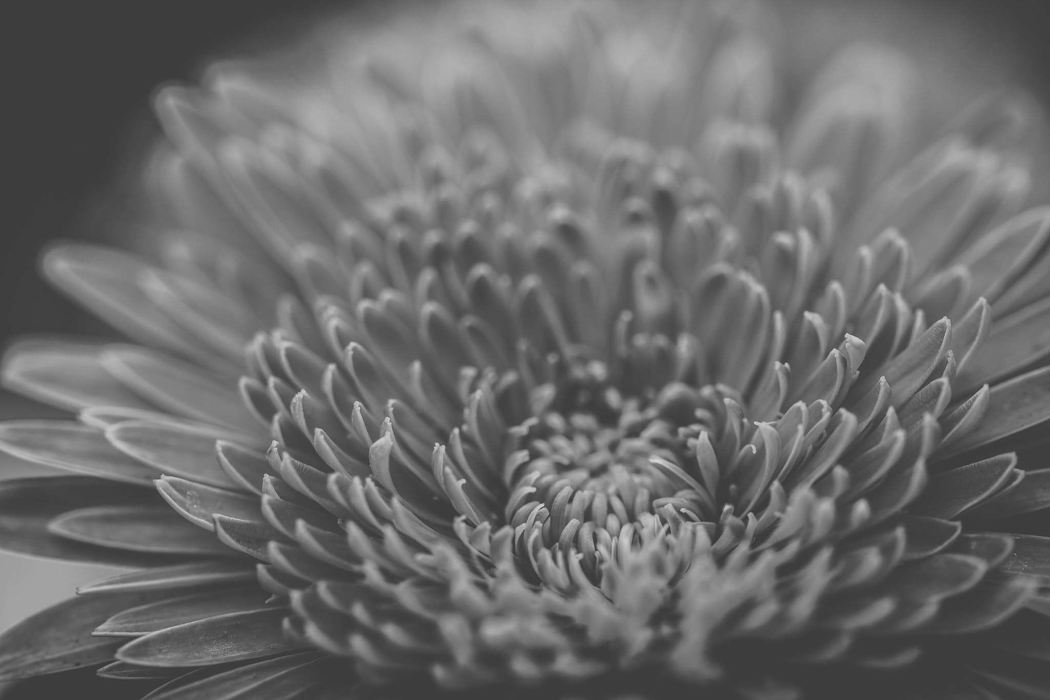 Sigma 105mm F2.8 EX DG OS HSM sample photo. Harmony photography