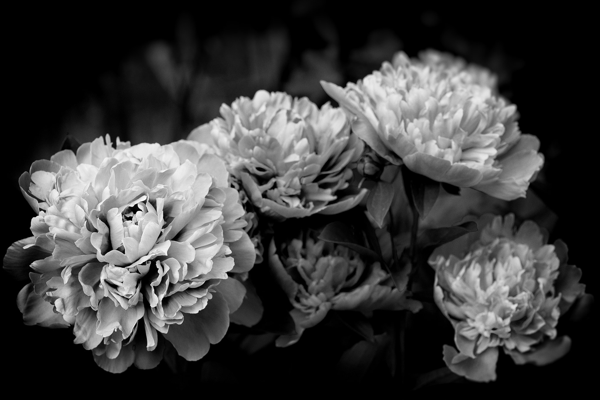 Sony a99 II sample photo. Bauernrose b&w photography