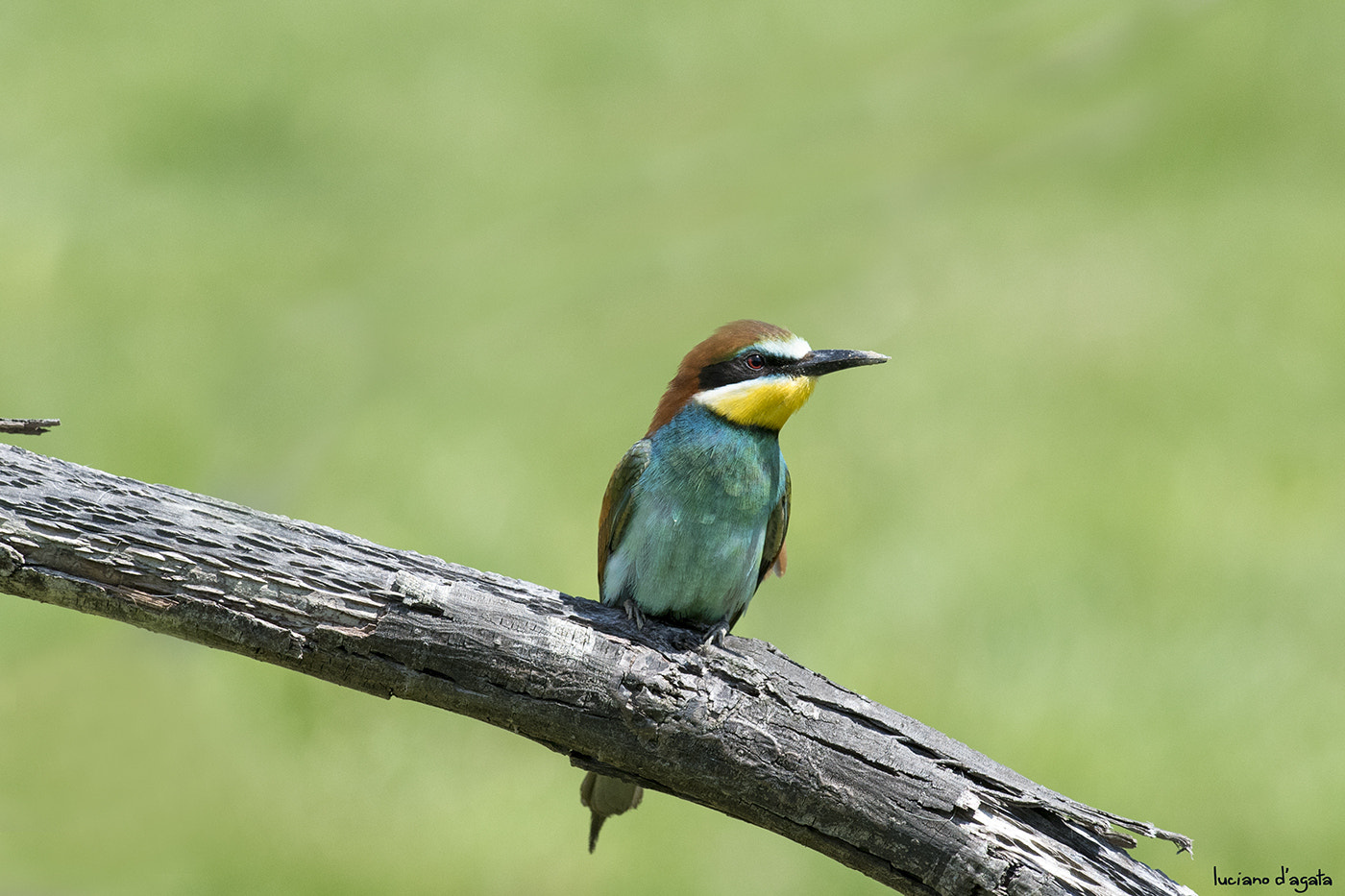 Nikon AF-S Nikkor 300mm F2.8G ED VR II sample photo. Portrait photography