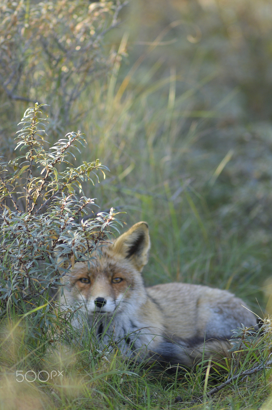 Nikon D2Xs + Nikkor 500mm f/4 P ED IF sample photo. Relaxing photography