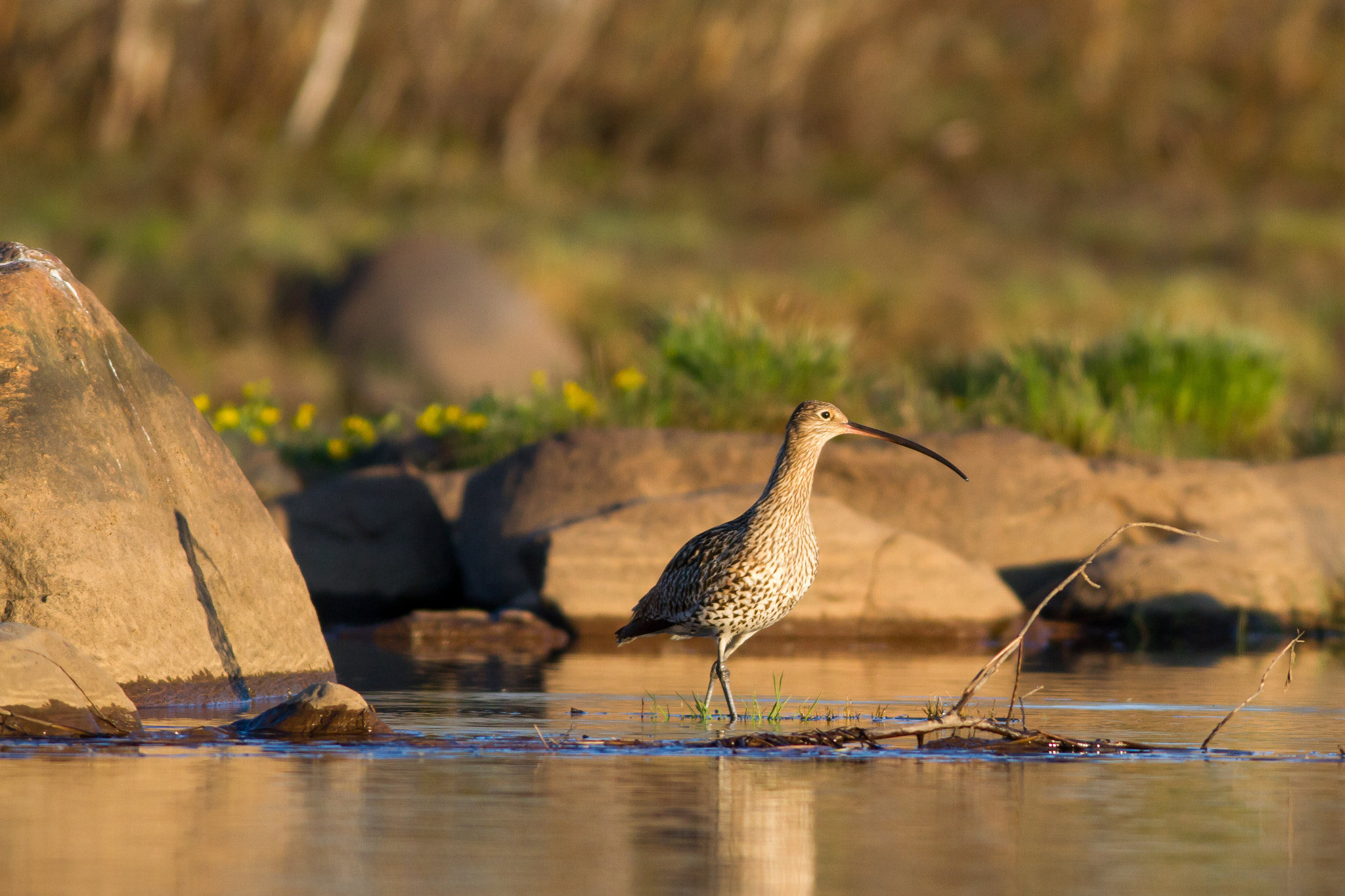 Canon EOS 7D + Canon EF 400mm F5.6L USM sample photo. Curlew photography