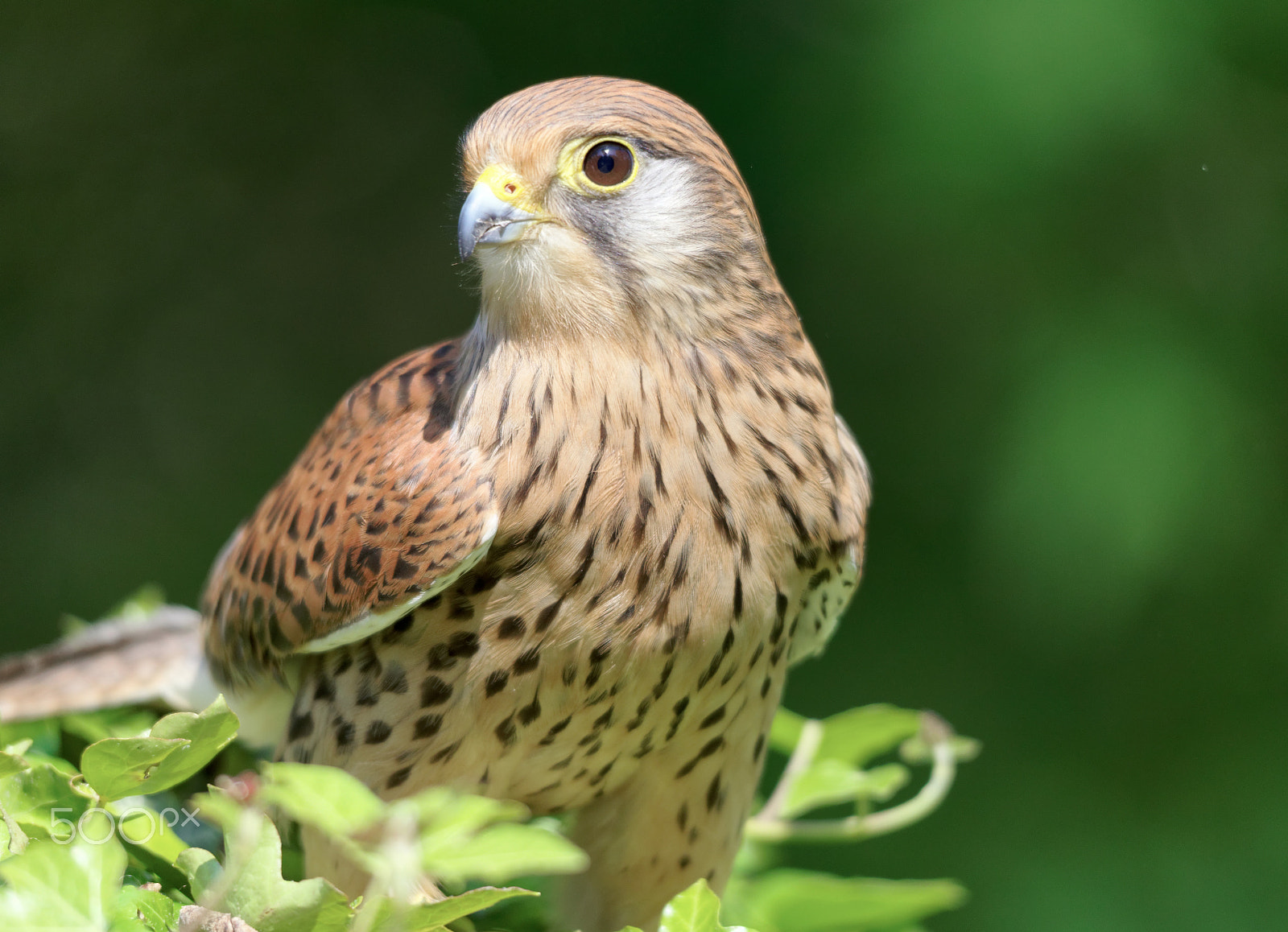 Sigma 150-500mm F5-6.3 DG OS HSM sample photo. Kestrel photography