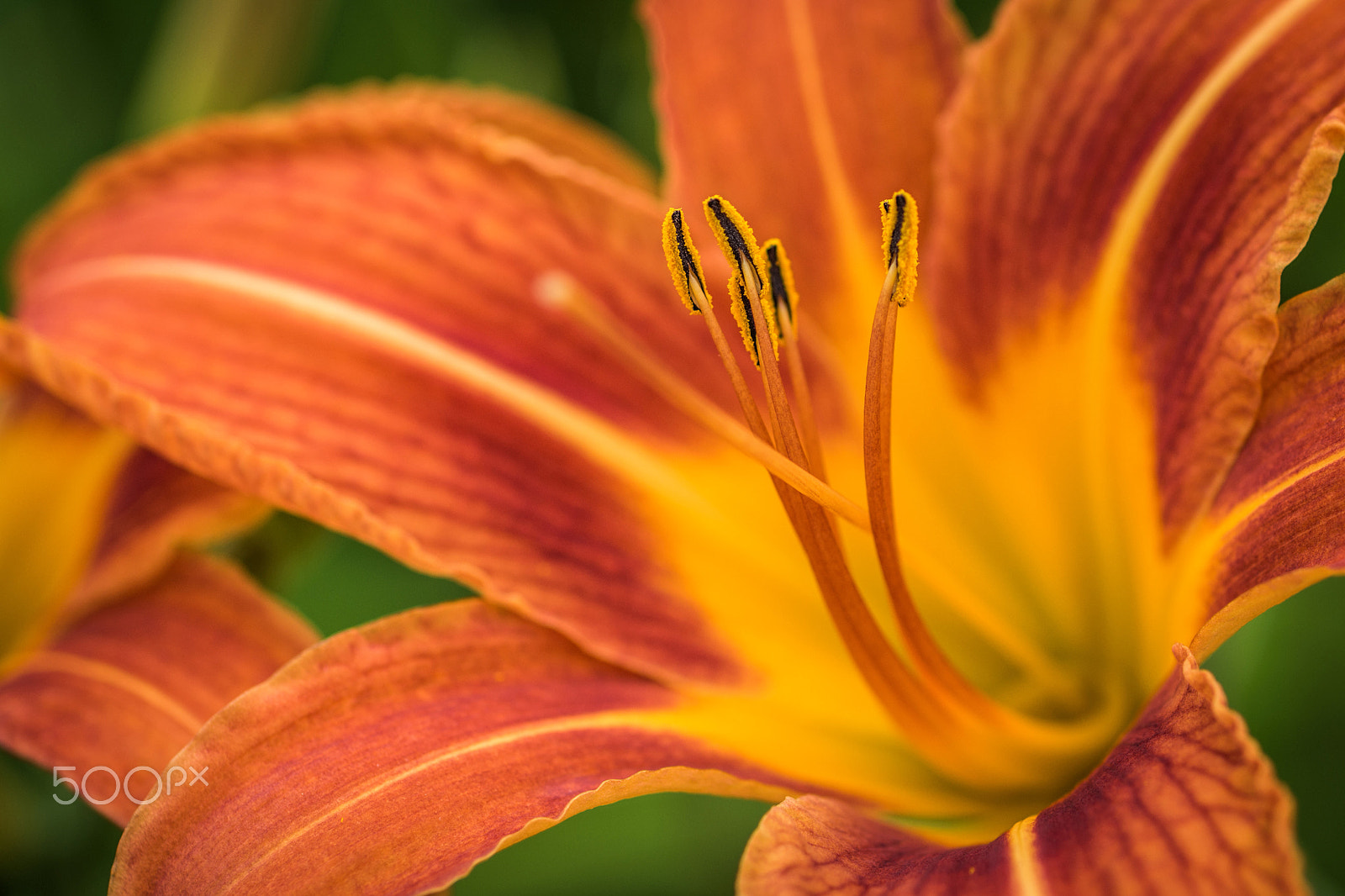Nikon D7200 + Nikon AF Micro-Nikkor 60mm F2.8D sample photo. Daylily delight photography