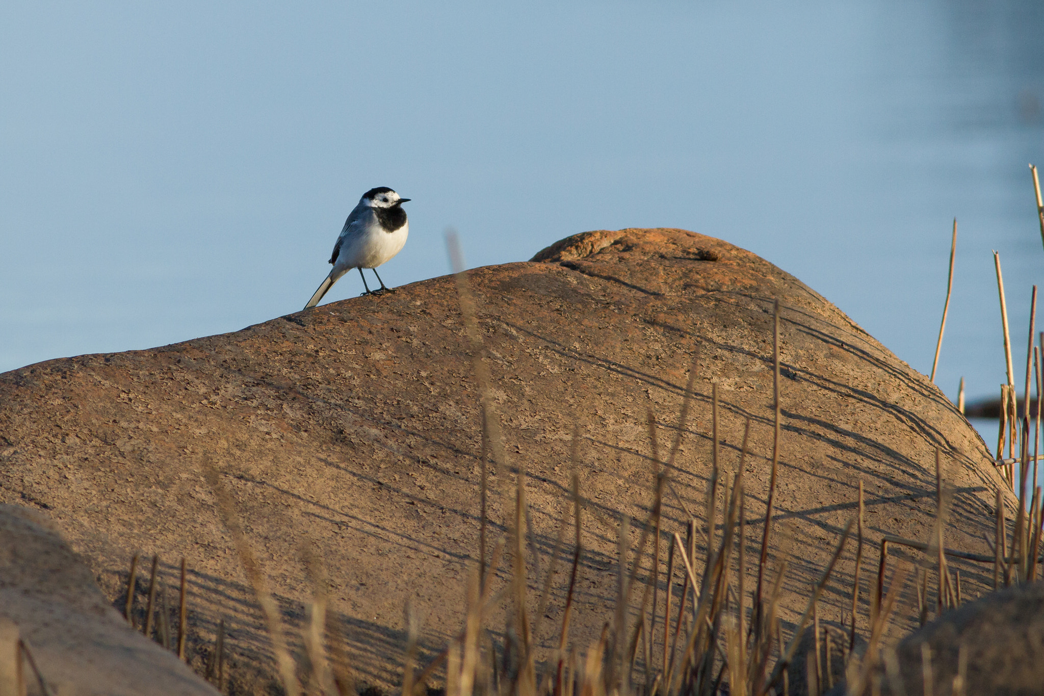 Canon EF 400mm F5.6L USM sample photo. White wagtail photography