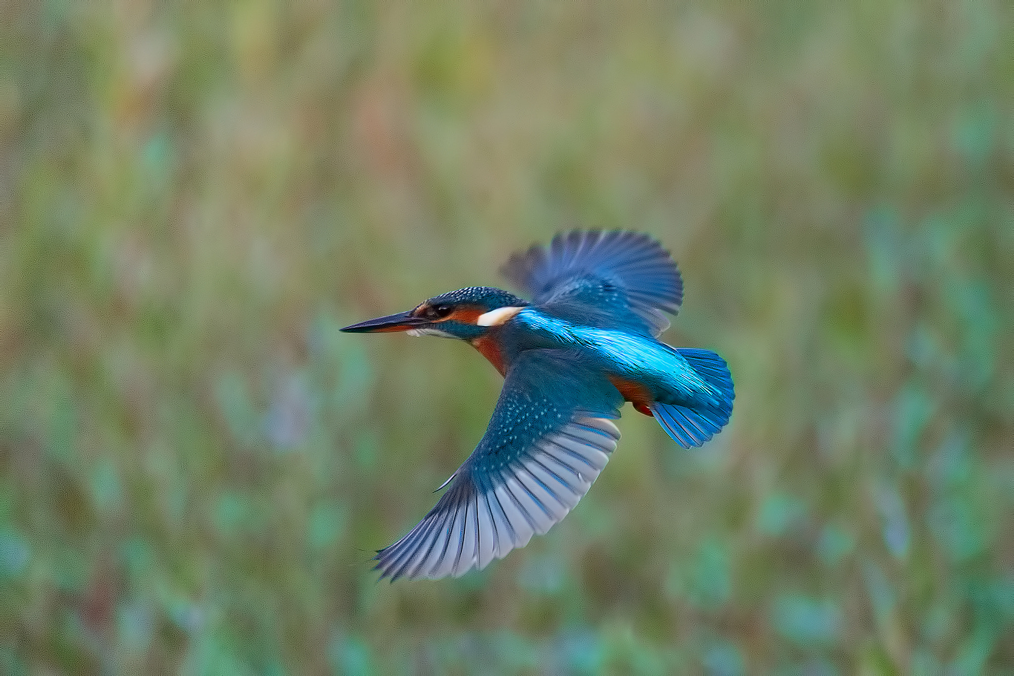 Canon EOS-1D Mark III + Canon EF 100-400mm F4.5-5.6L IS USM sample photo. Kingfisher's flight photography