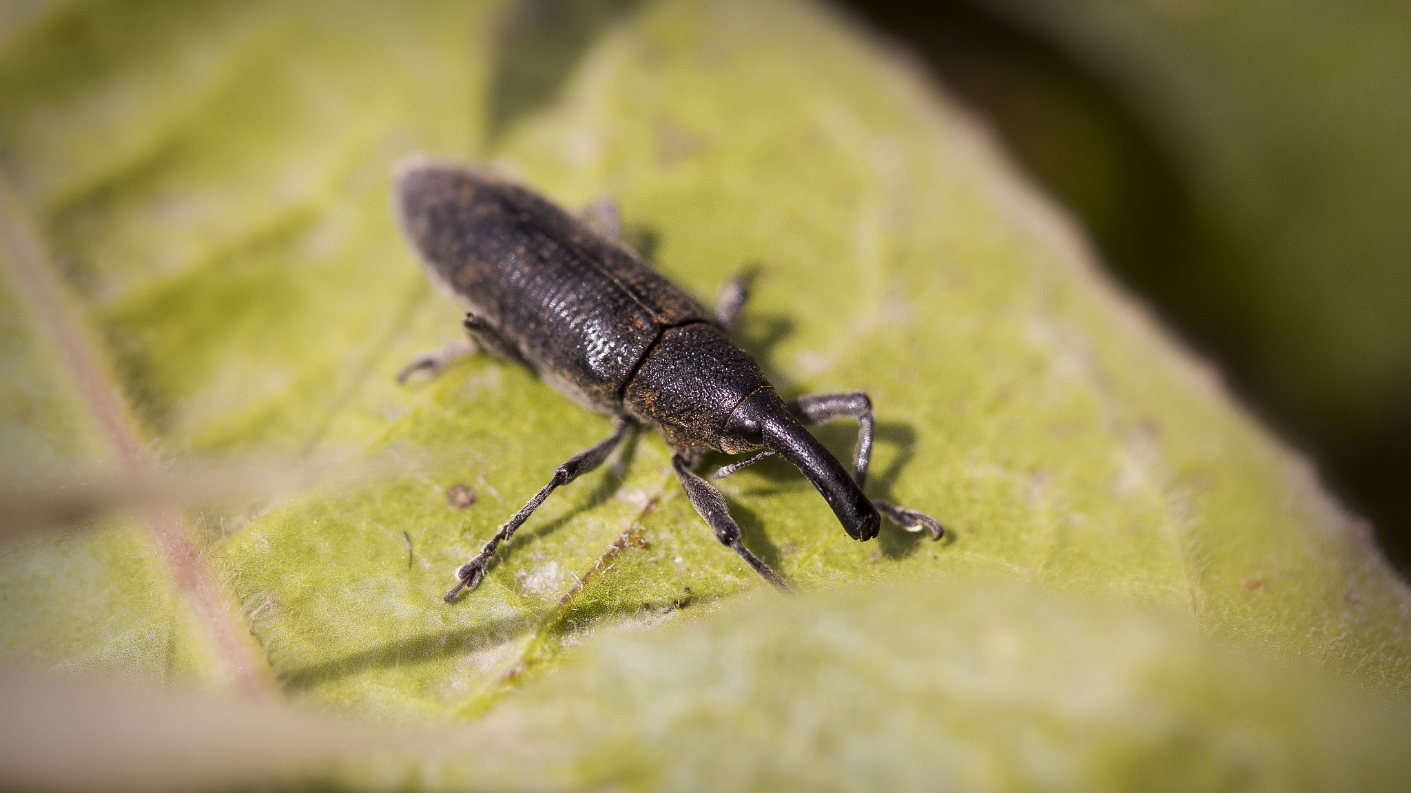 Canon EF 100mm F2.8 Macro USM sample photo. Interesting insect photography