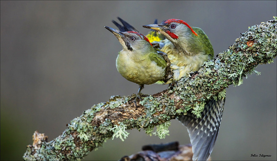 Canon EF 300mm F2.8L IS II USM sample photo. Emparejados photography