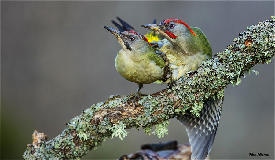 Canon EOS 5DS R + Canon EF 300mm F2.8L IS II USM sample photo. Emparejados photography