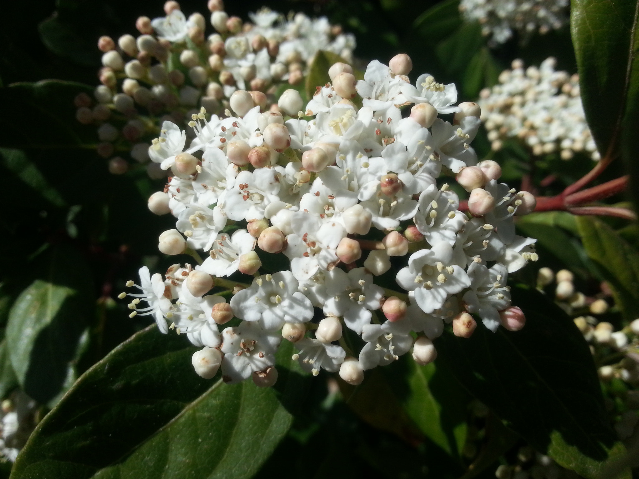 Samsung GT-I8750 sample photo. Viburnum tinus white photography