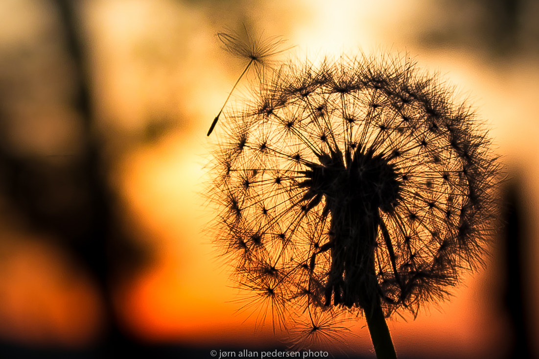 Nikon D3S sample photo. Leaving photography