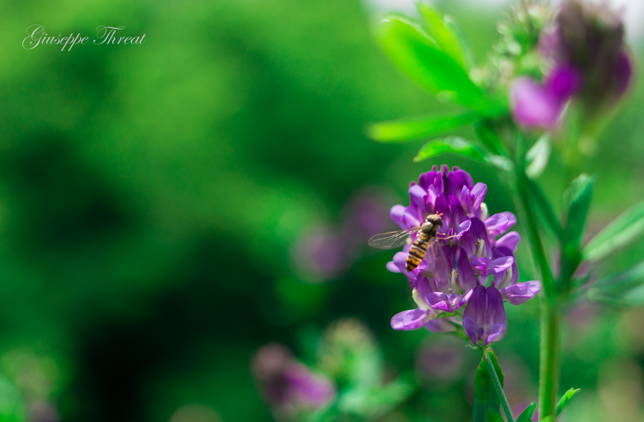 Canon EF 24mm F2.8 IS USM sample photo. Flower rose photography
