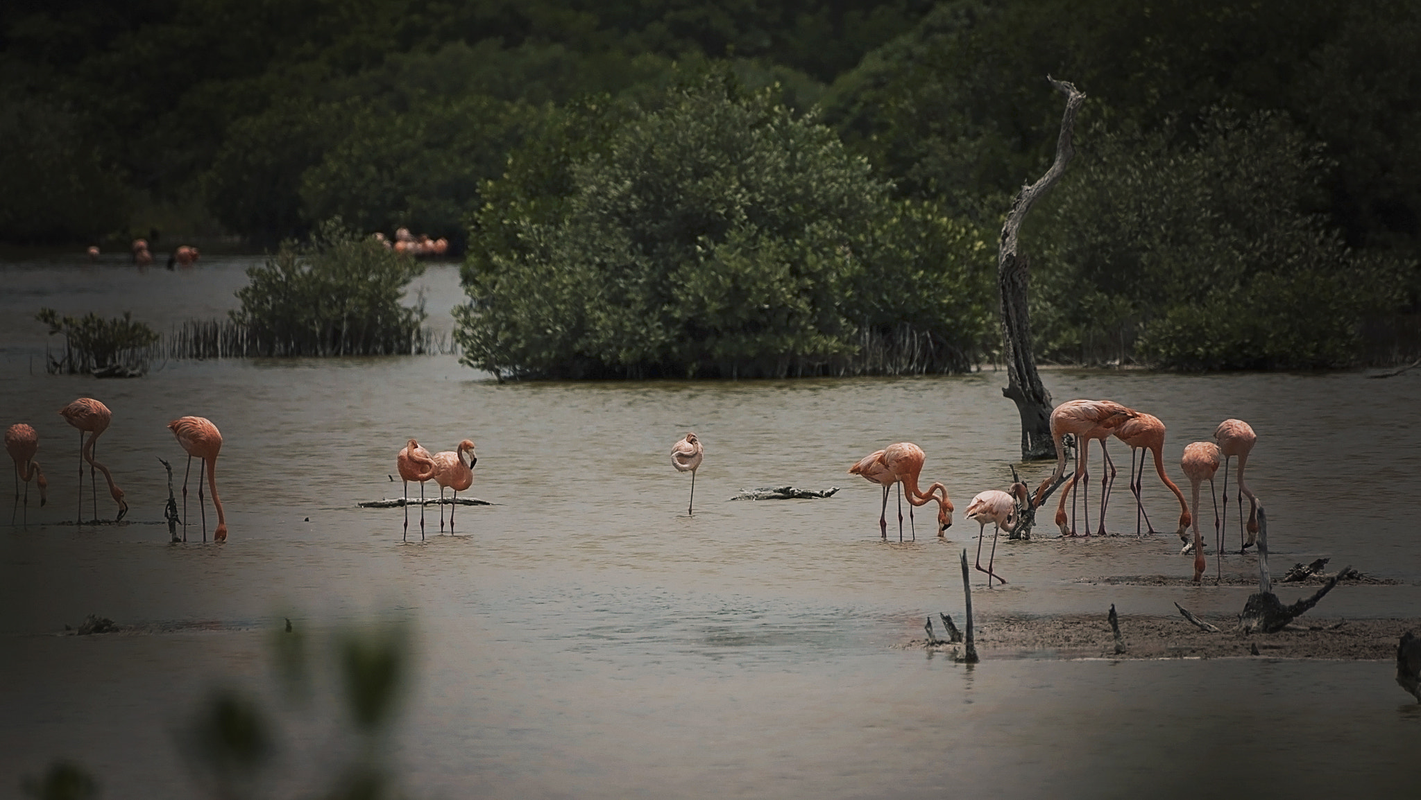Sony a7S sample photo. Flamingos photography