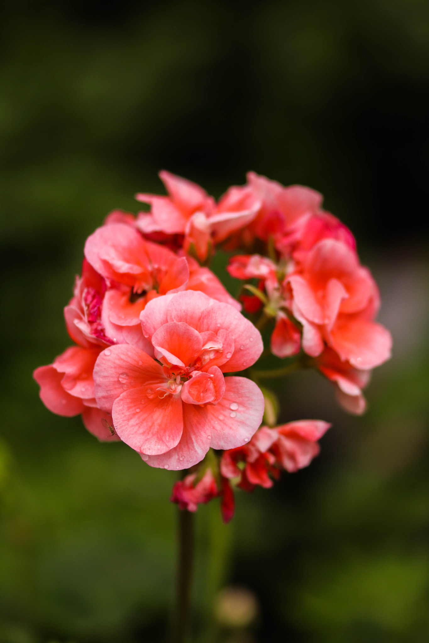 Sigma 105mm F2.8 EX DG OS HSM sample photo. Lady rose photography