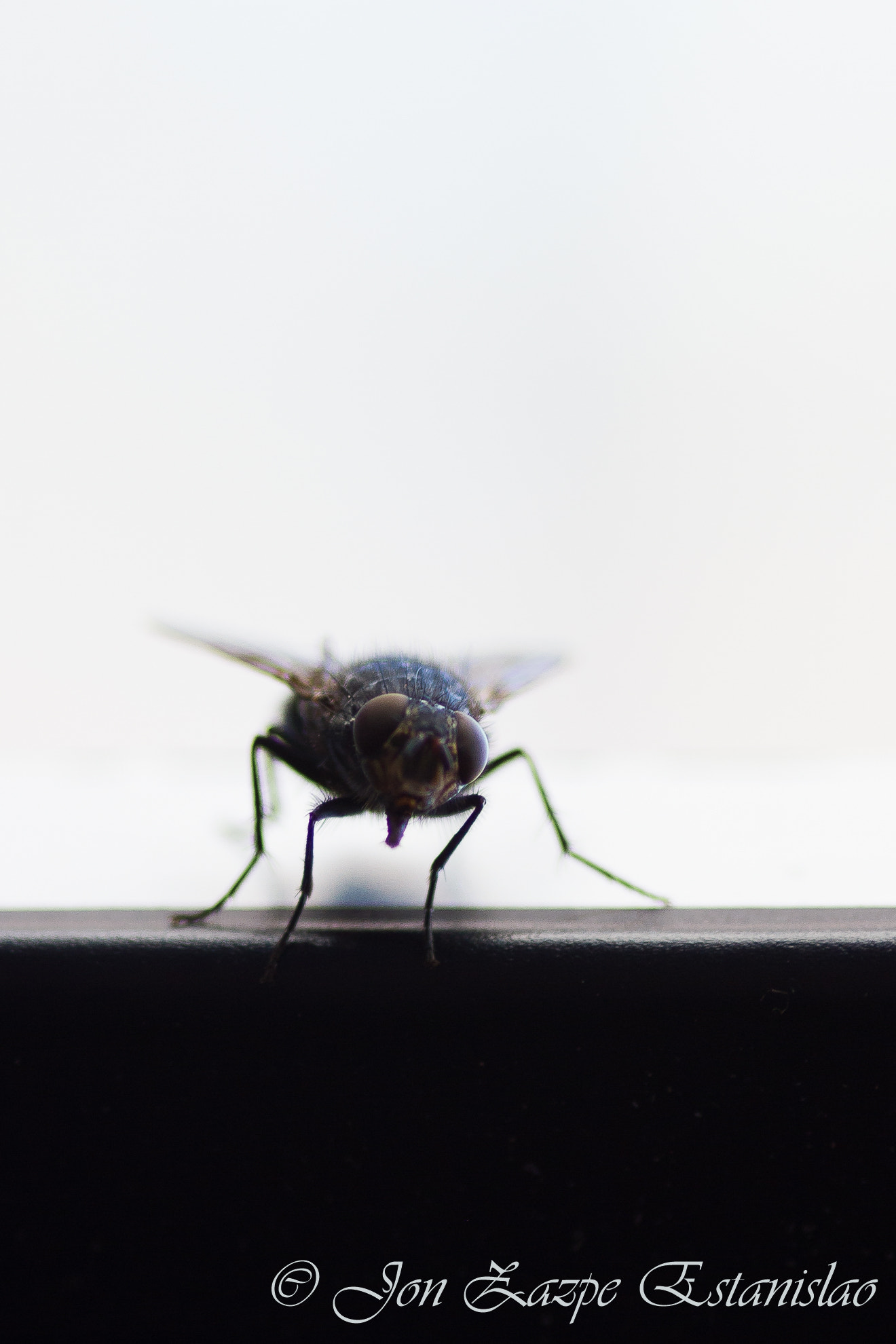Canon EOS 7D + Sigma 105mm F2.8 EX DG Macro sample photo. Fly in my window photography