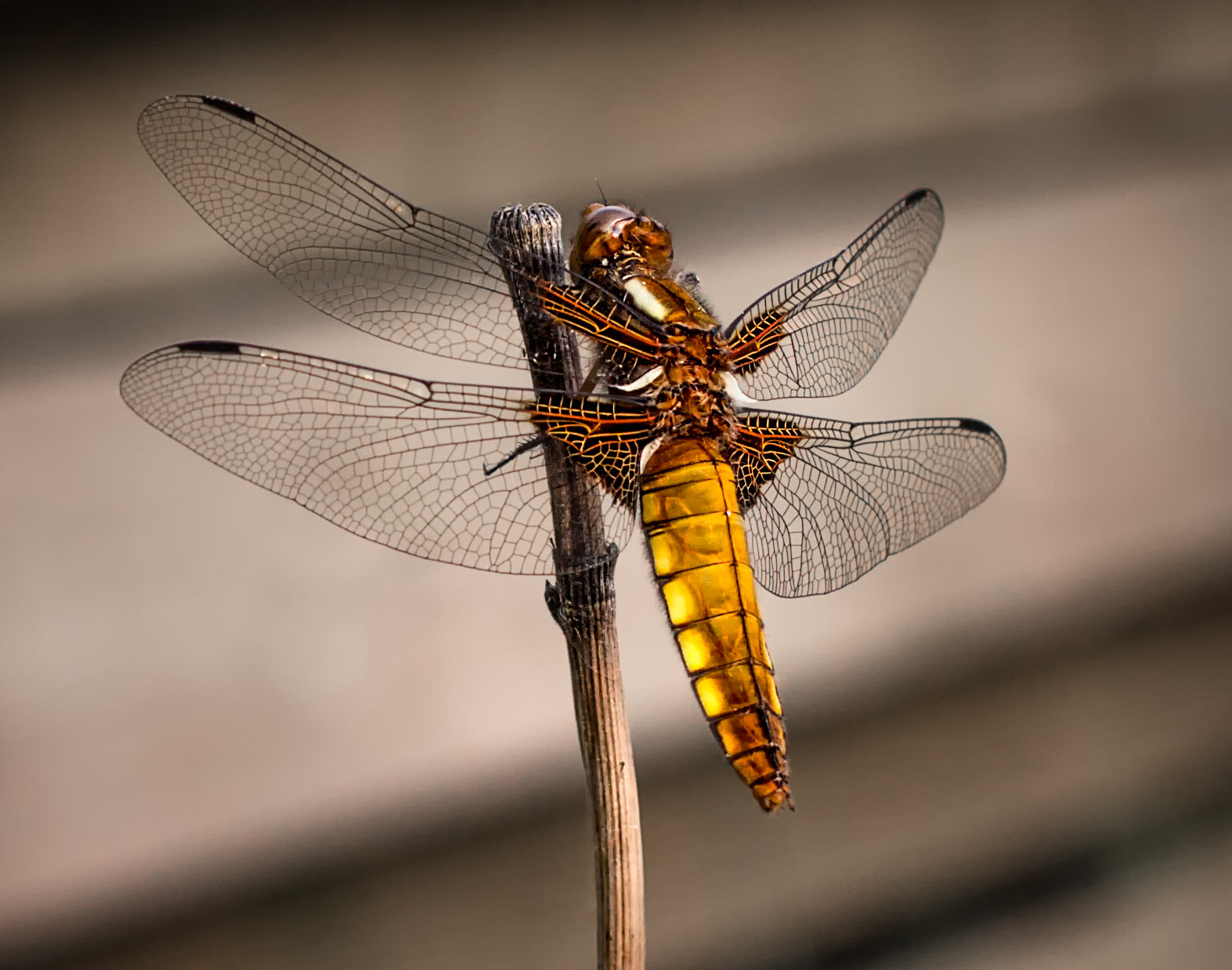 Canon EOS 50D + Canon EF 50mm F1.4 USM sample photo. Dragonfly season is going on photography