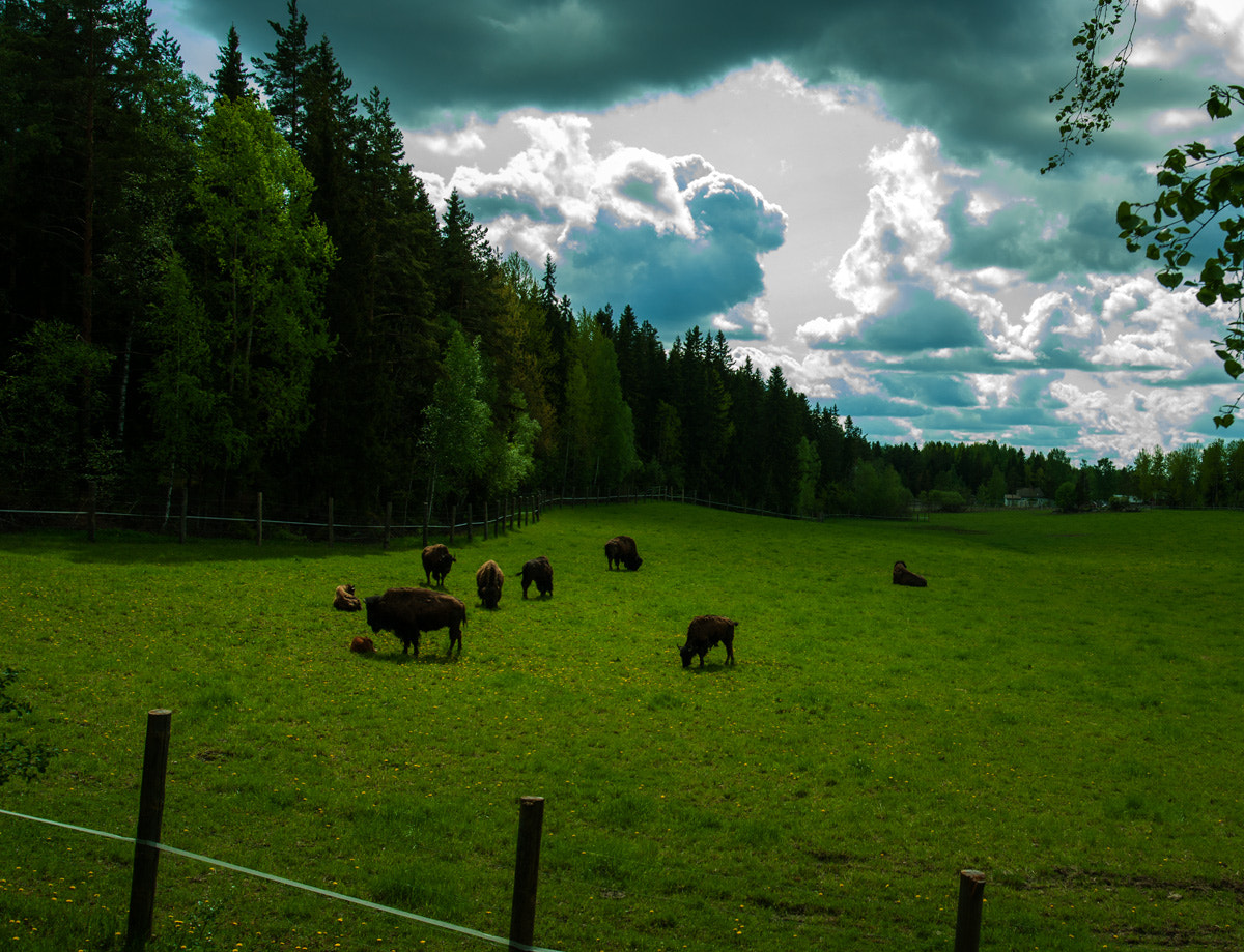 Sony Alpha DSLR-A900 sample photo. Bison photography