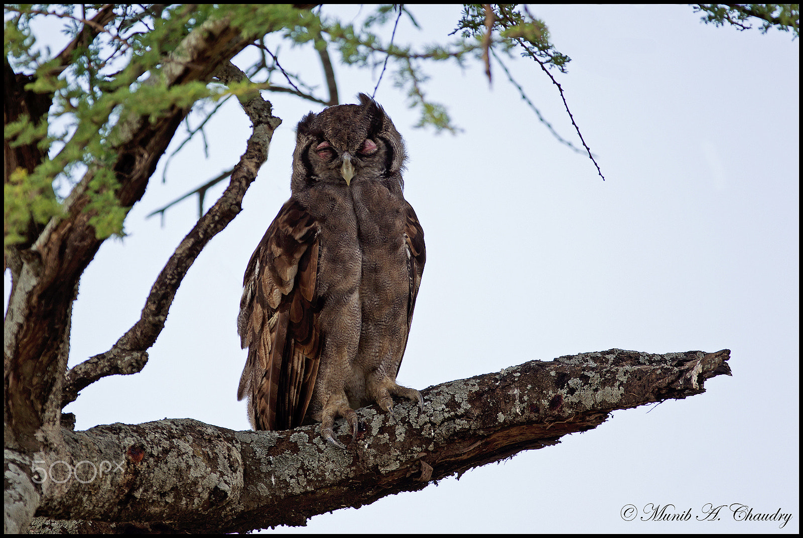 Canon EF 200-400mm F4L IS USM Extender 1.4x sample photo. The day dreamer photography