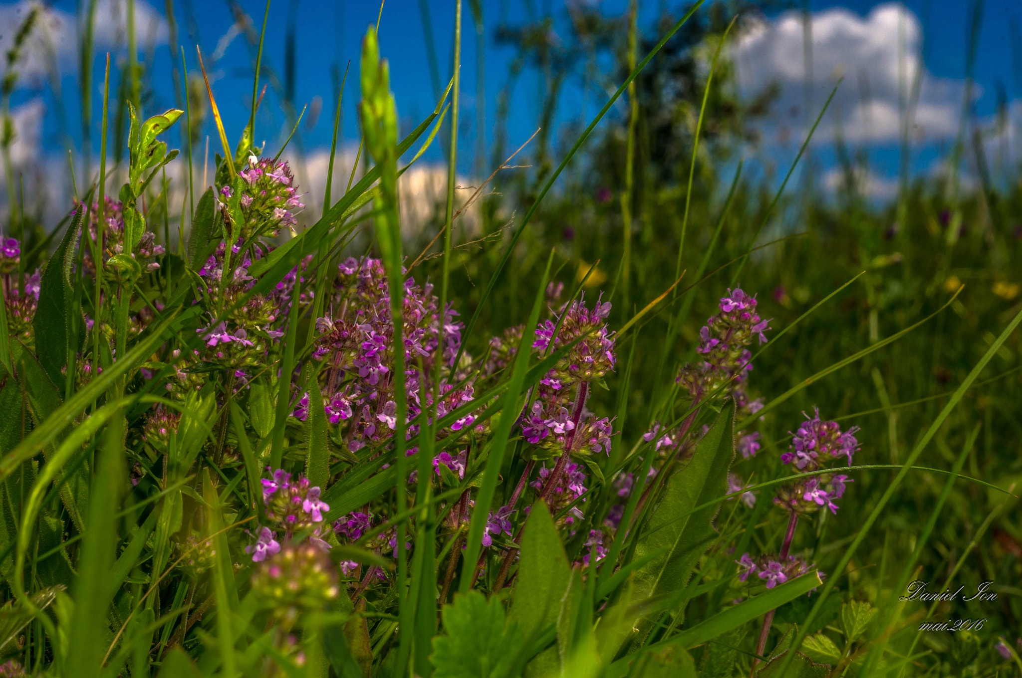 Pentax K-x sample photo. Grass photography