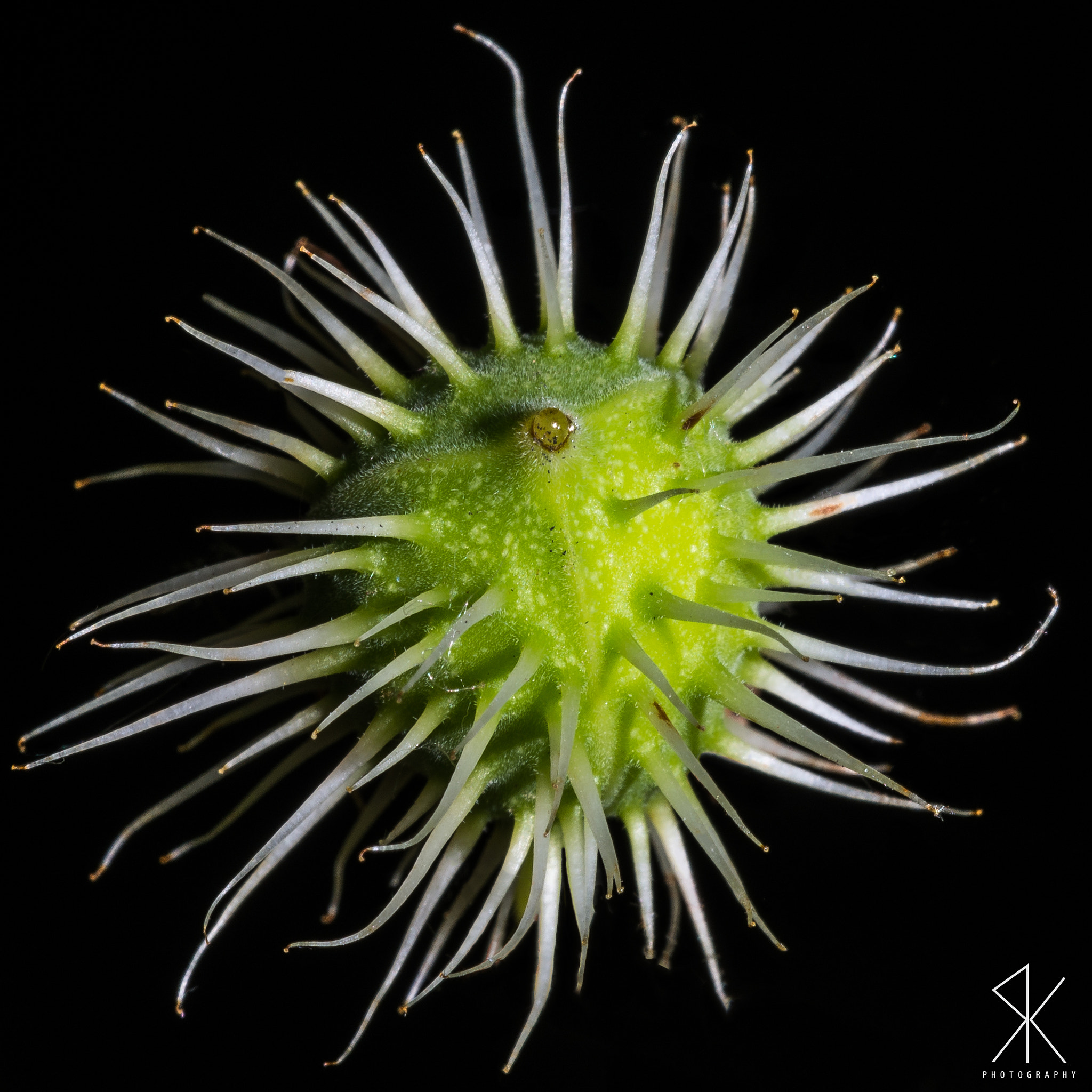 Sigma 150mm F2.8 EX DG Macro HSM sample photo. Cyclops photography
