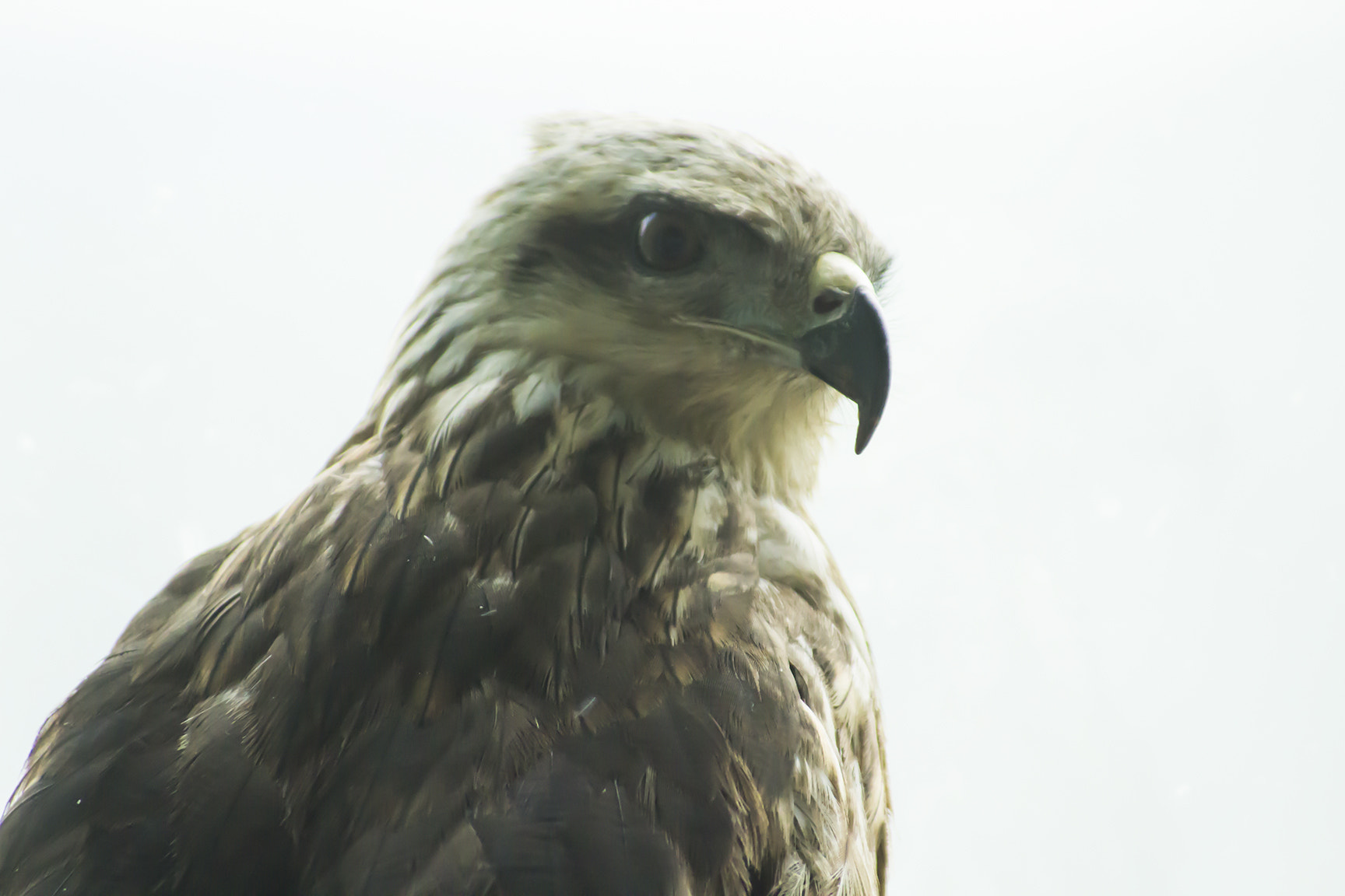 Sigma 70-300mm F4-5.6 APO DG Macro sample photo. Eagle eye photography
