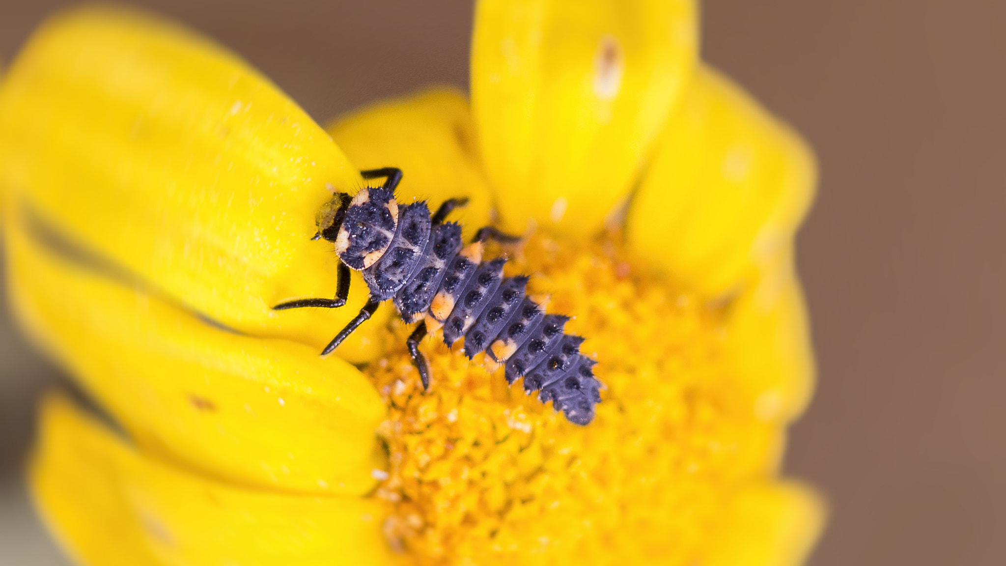 Canon EF 100mm F2.8 Macro USM sample photo. Larva of coccinella septempunctata photography