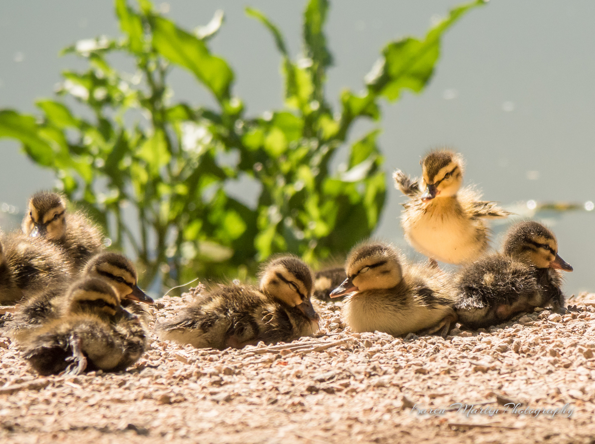 Olympus OM-D E-M5 II sample photo. Baby mallards photography