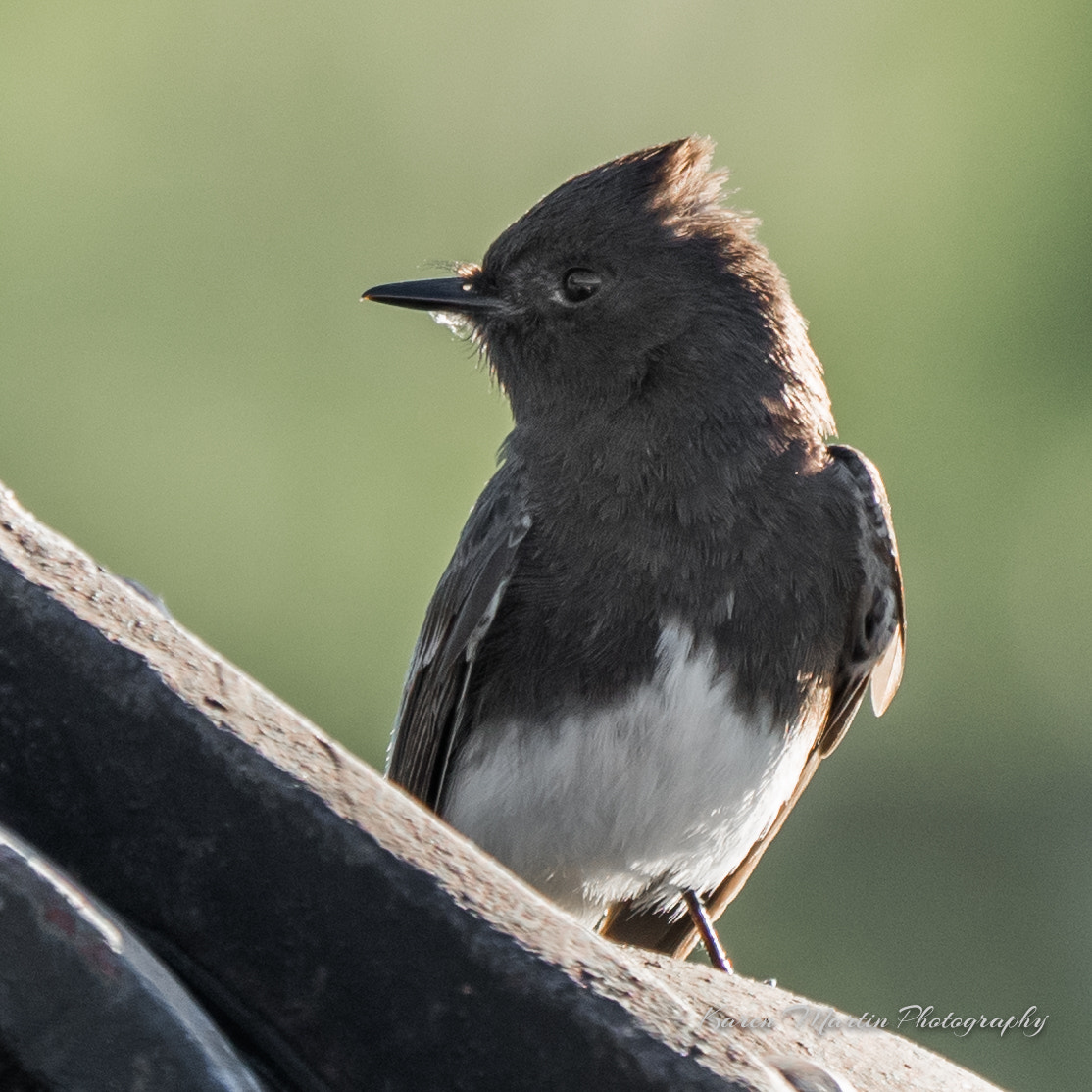 Olympus OM-D E-M5 II + LEICA DG 100-400/F4.0-6.3 sample photo. Black phoebes page springs bubbling pond photography