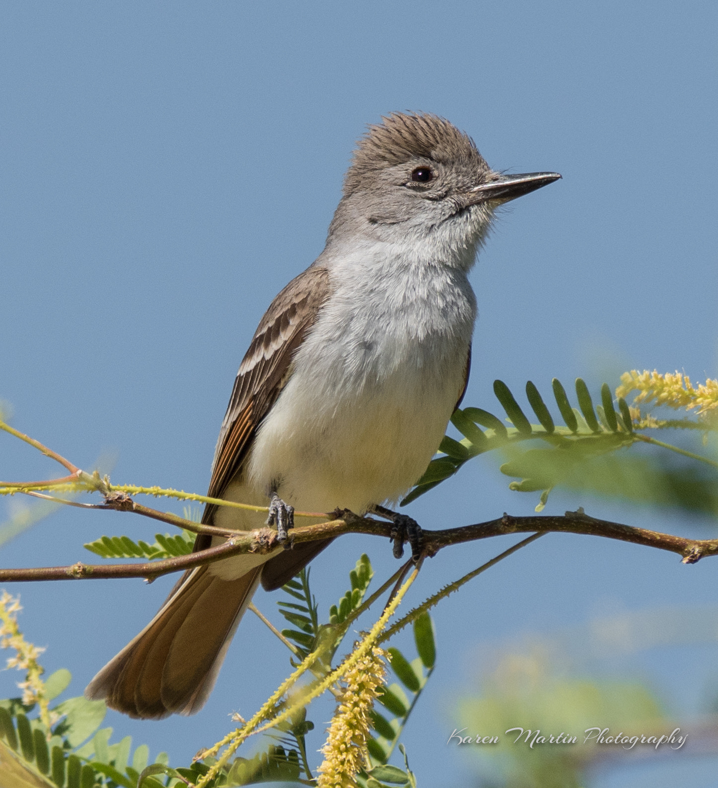 Olympus OM-D E-M5 II sample photo. Ash-throated flycatcher photography