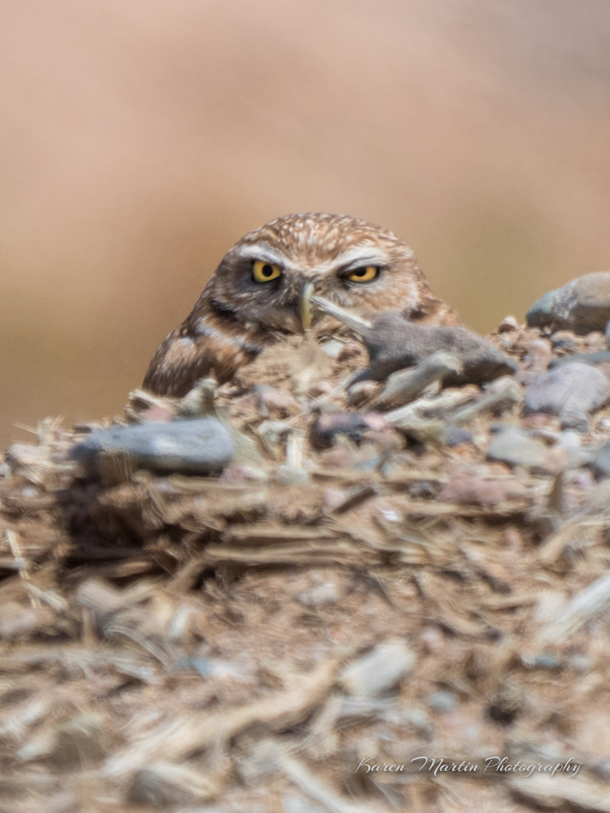 Olympus OM-D E-M5 II + LEICA DG 100-400/F4.0-6.3 sample photo. Burrowing owl photography