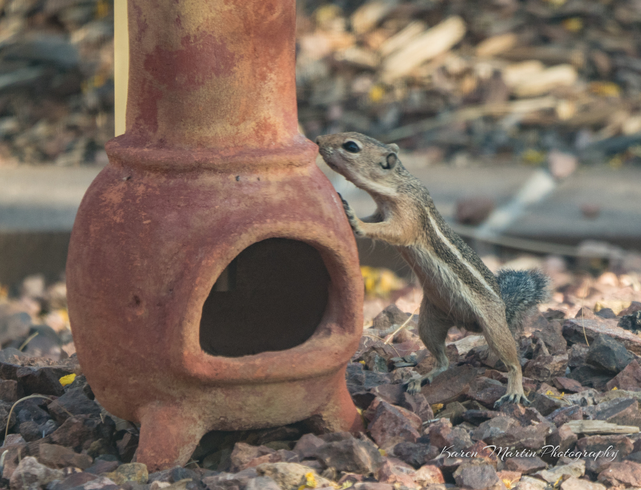 Olympus OM-D E-M5 II + LEICA DG 100-400/F4.0-6.3 sample photo. Chippy and chiminea photography