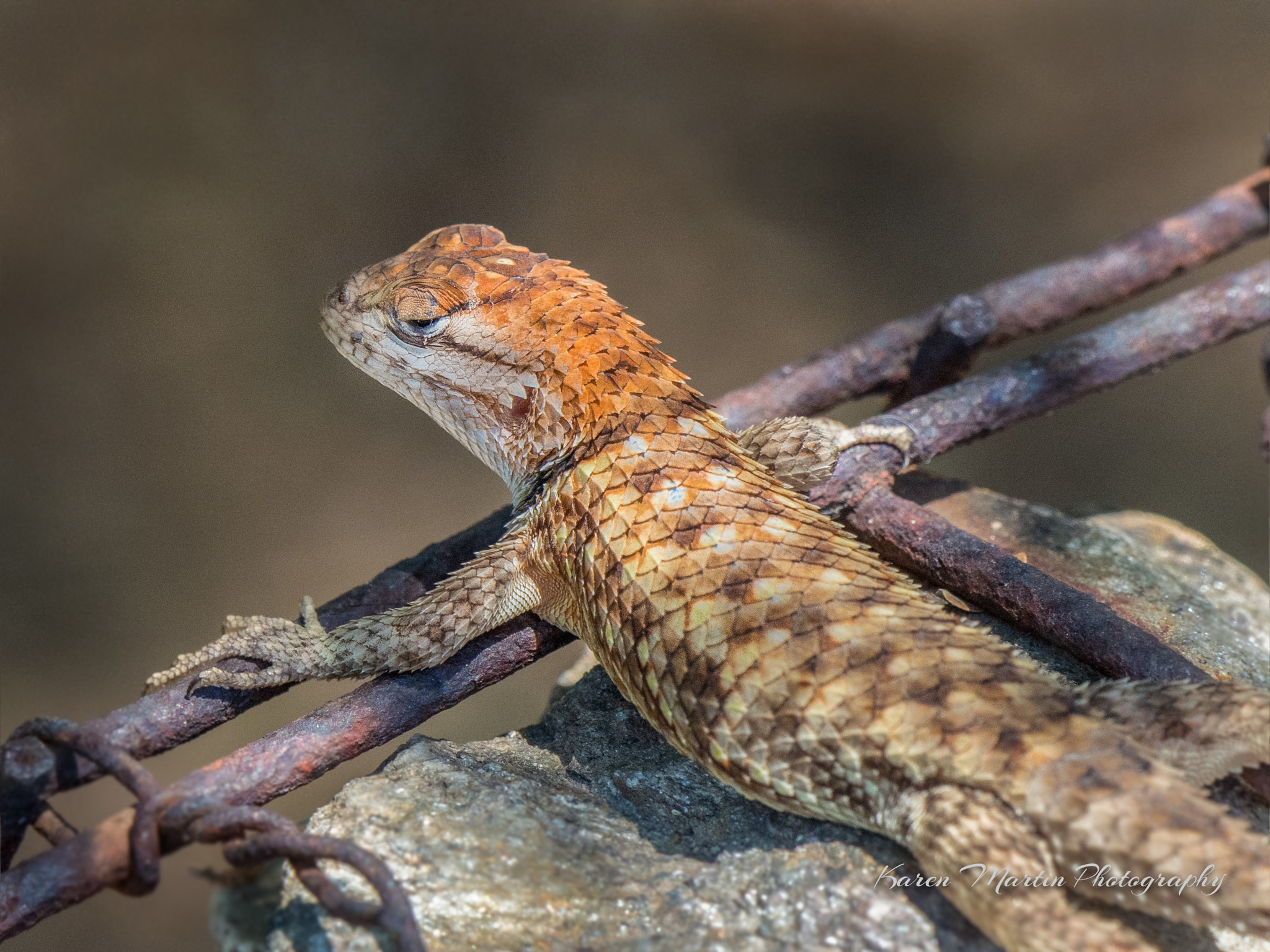 Olympus OM-D E-M5 II + LEICA DG 100-400/F4.0-6.3 sample photo. Lazy lizard photography