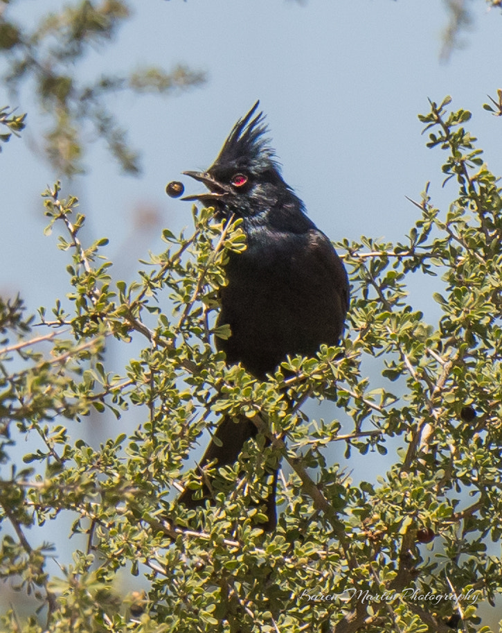 Olympus OM-D E-M5 II + LEICA DG 100-400/F4.0-6.3 sample photo. Phainopepla playing with food photography