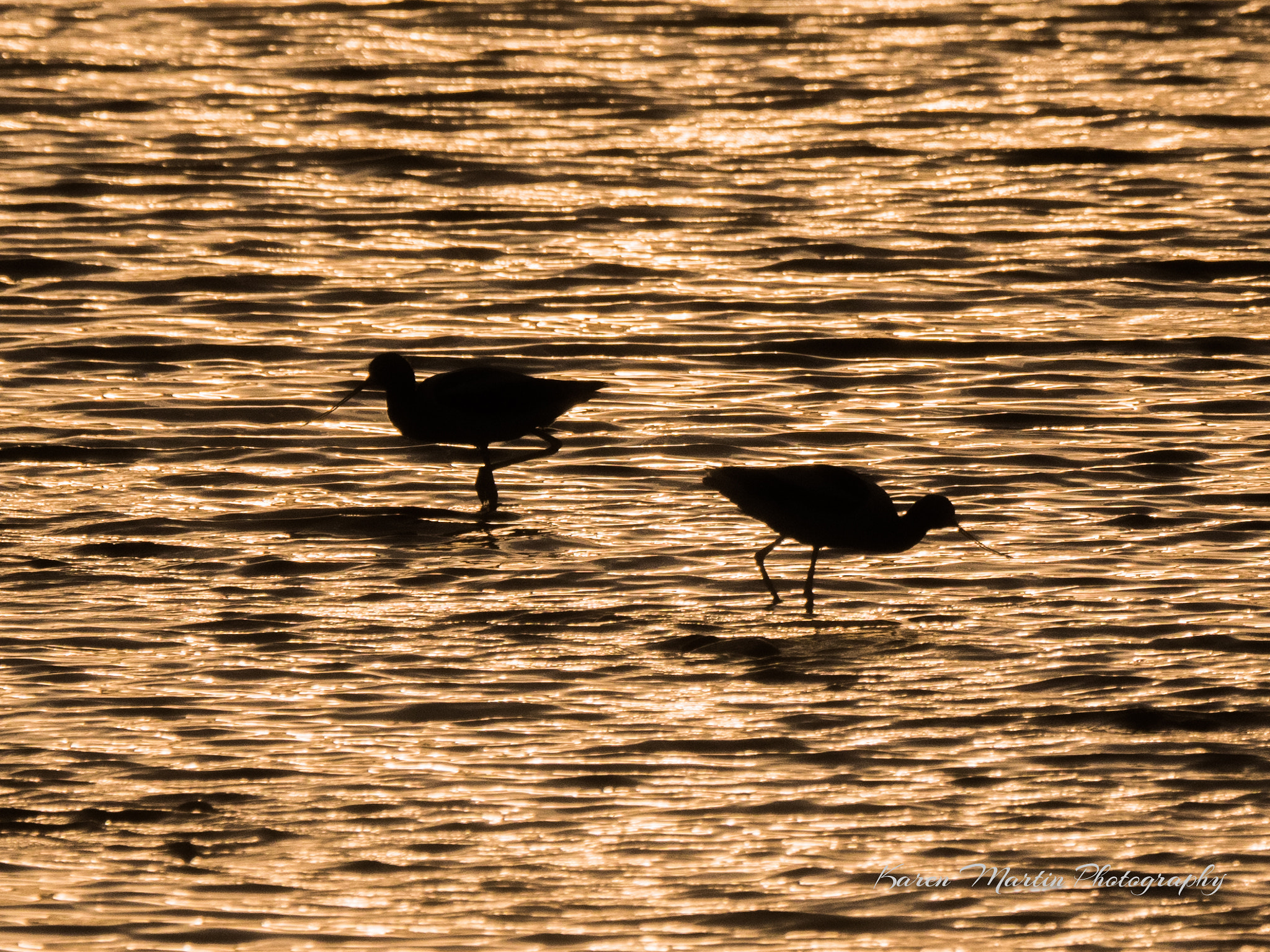 Olympus OM-D E-M5 II + LEICA DG 100-400/F4.0-6.3 sample photo. Stilts at sunset photography